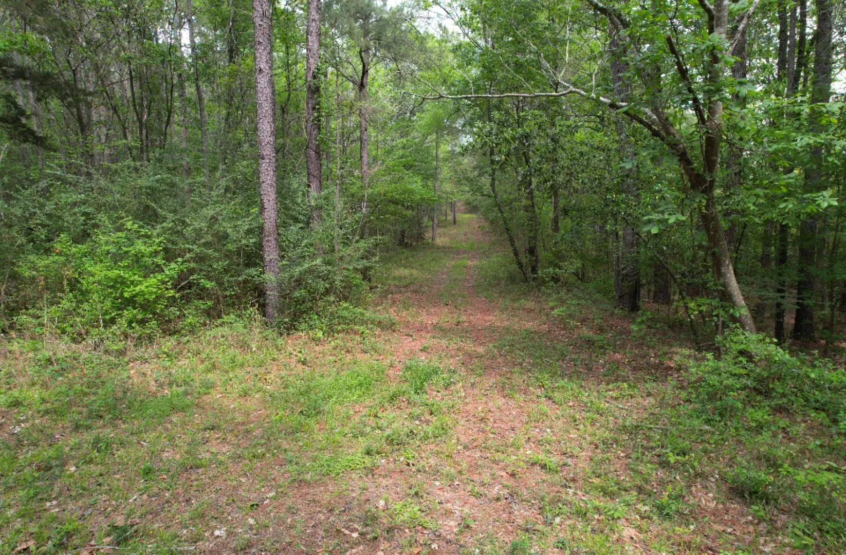 Unimproved Land For Sale in San Augustine County , TBD County Road 120C, San Augustine, Texas 75972, 0, 0, Garage spaces, 0 Sqft, built in 0, Price $485,000, mls#21229238, Real Estate Agent in San Augustine, Homes For Sale in San Augustine county, Homes For Sale in San Augustine, Realtor in San Augustine Texas, Real Estate Brokerage Independent Realty Texas, Luminita Cordes Realtor