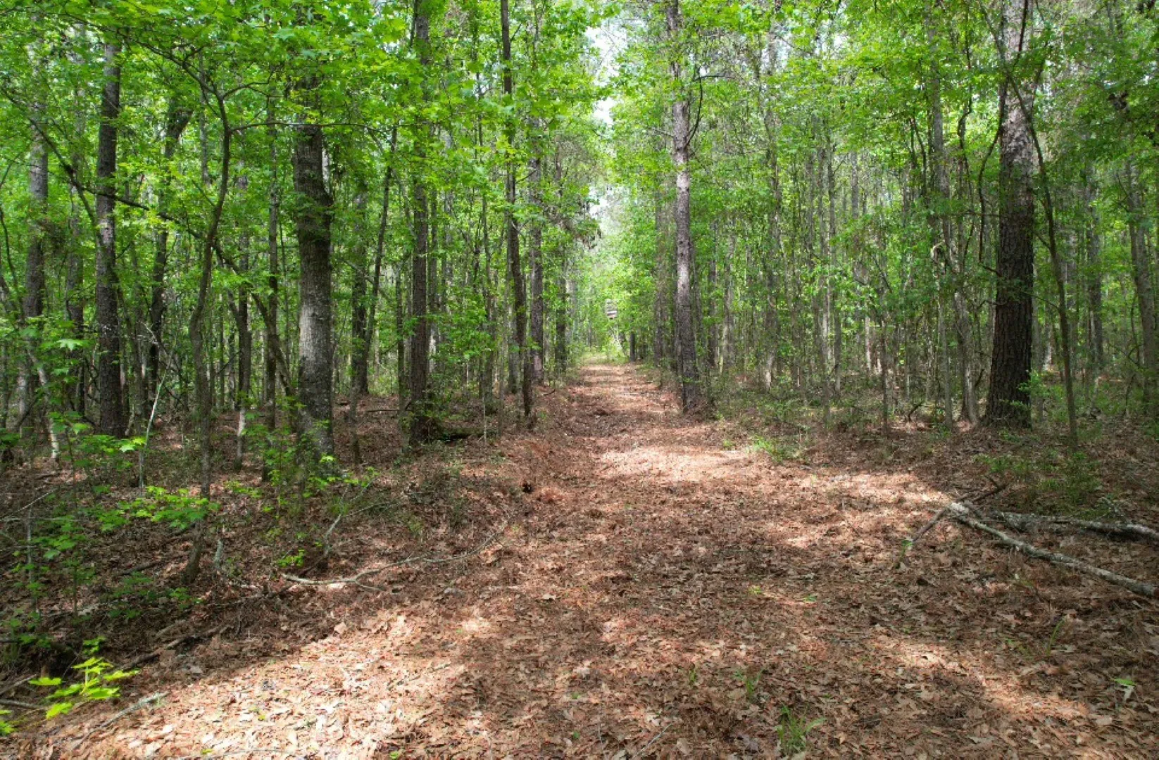 Unimproved Land For Sale in San Augustine County , TBD County Road 120C, San Augustine, Texas 75972, 0, 0, Garage spaces, 0 Sqft, built in 0, Price $485,000, mls#21229238, Real Estate Agent in San Augustine, Homes For Sale in San Augustine county, Homes For Sale in San Augustine, Realtor in San Augustine Texas, Real Estate Brokerage Independent Realty Texas, Luminita Cordes Realtor