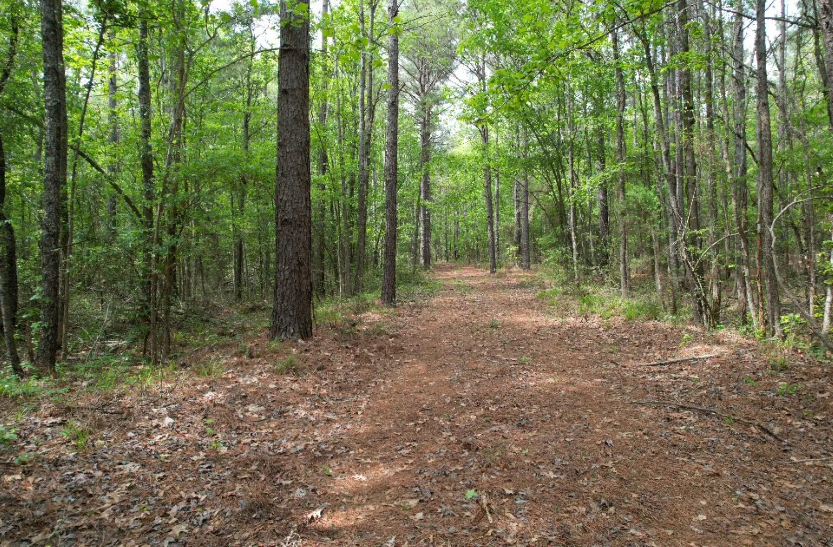 Unimproved Land For Sale in San Augustine County , TBD County Road 120C, San Augustine, Texas 75972, 0, 0, Garage spaces, 0 Sqft, built in 0, Price $485,000, mls#21229238, Real Estate Agent in San Augustine, Homes For Sale in San Augustine county, Homes For Sale in San Augustine, Realtor in San Augustine Texas, Real Estate Brokerage Independent Realty Texas, Luminita Cordes Realtor