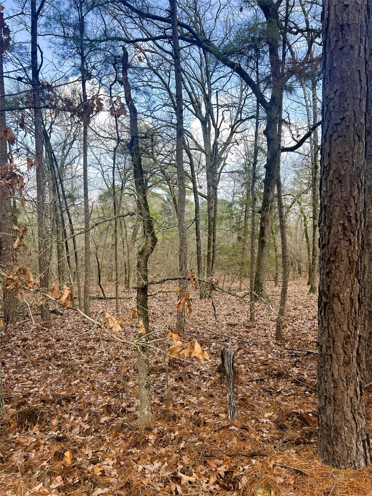 Unimproved Land For Sale in Wood County , 000 Private Road 8000, Winnsboro, Texas 75494, 0, 0, Garage spaces, 0 Sqft, built in 0, mls#21230407, Real Estate Agent in Winnsboro, Homes For Sale in Wood county, Homes For Sale in Winnsboro, Realtor in Winnsboro Texas, Real Estate Brokerage Independent Realty Texas, Luminita Cordes Realtor