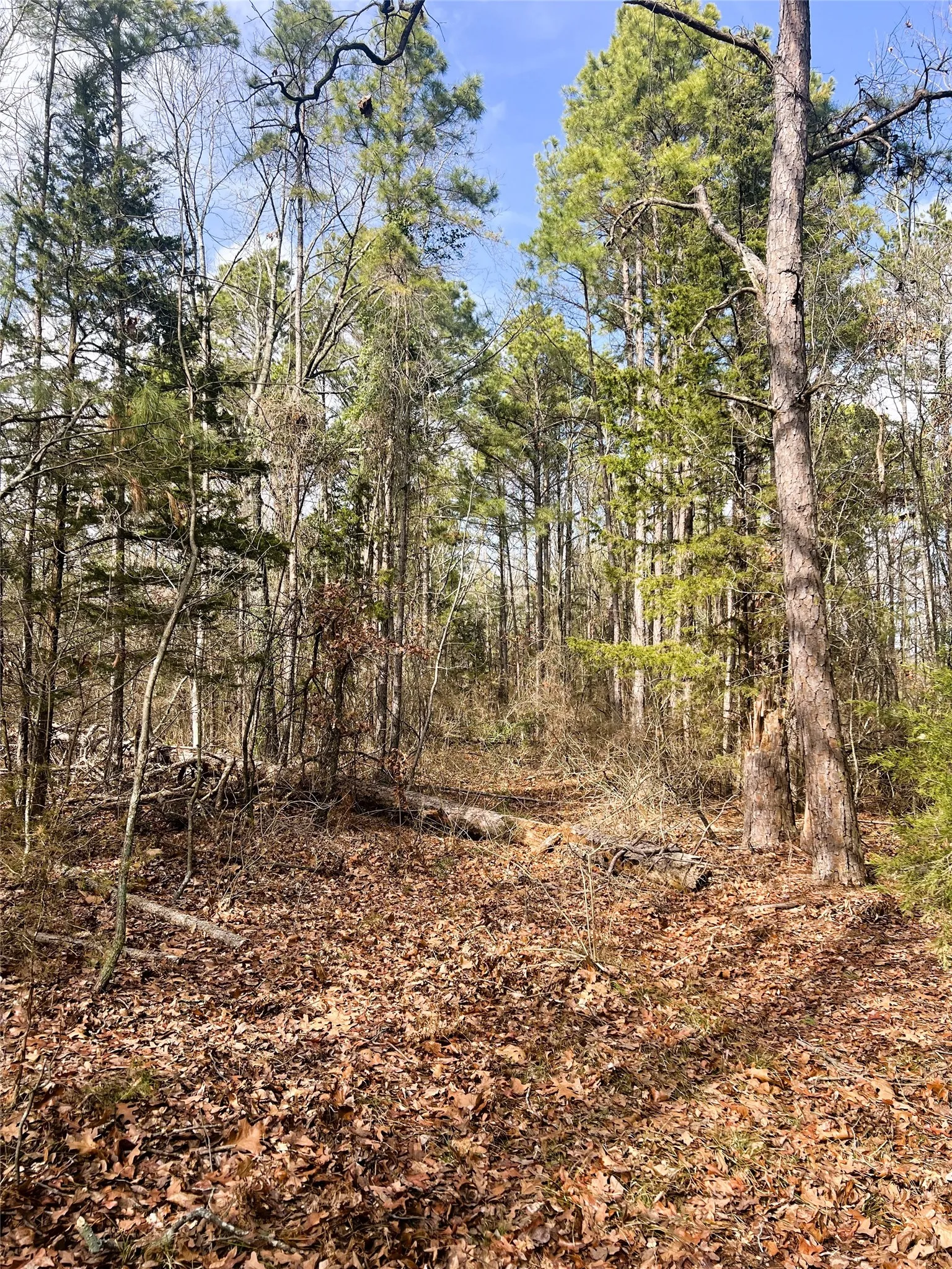 Unimproved Land For Sale in Wood County , 000 Private Road 8000, Winnsboro, Texas 75494, 0, 0, Garage spaces, 0 Sqft, built in 0, mls#21230407, Real Estate Agent in Winnsboro, Homes For Sale in Wood county, Homes For Sale in Winnsboro, Realtor in Winnsboro Texas, Real Estate Brokerage Independent Realty Texas, Luminita Cordes Realtor