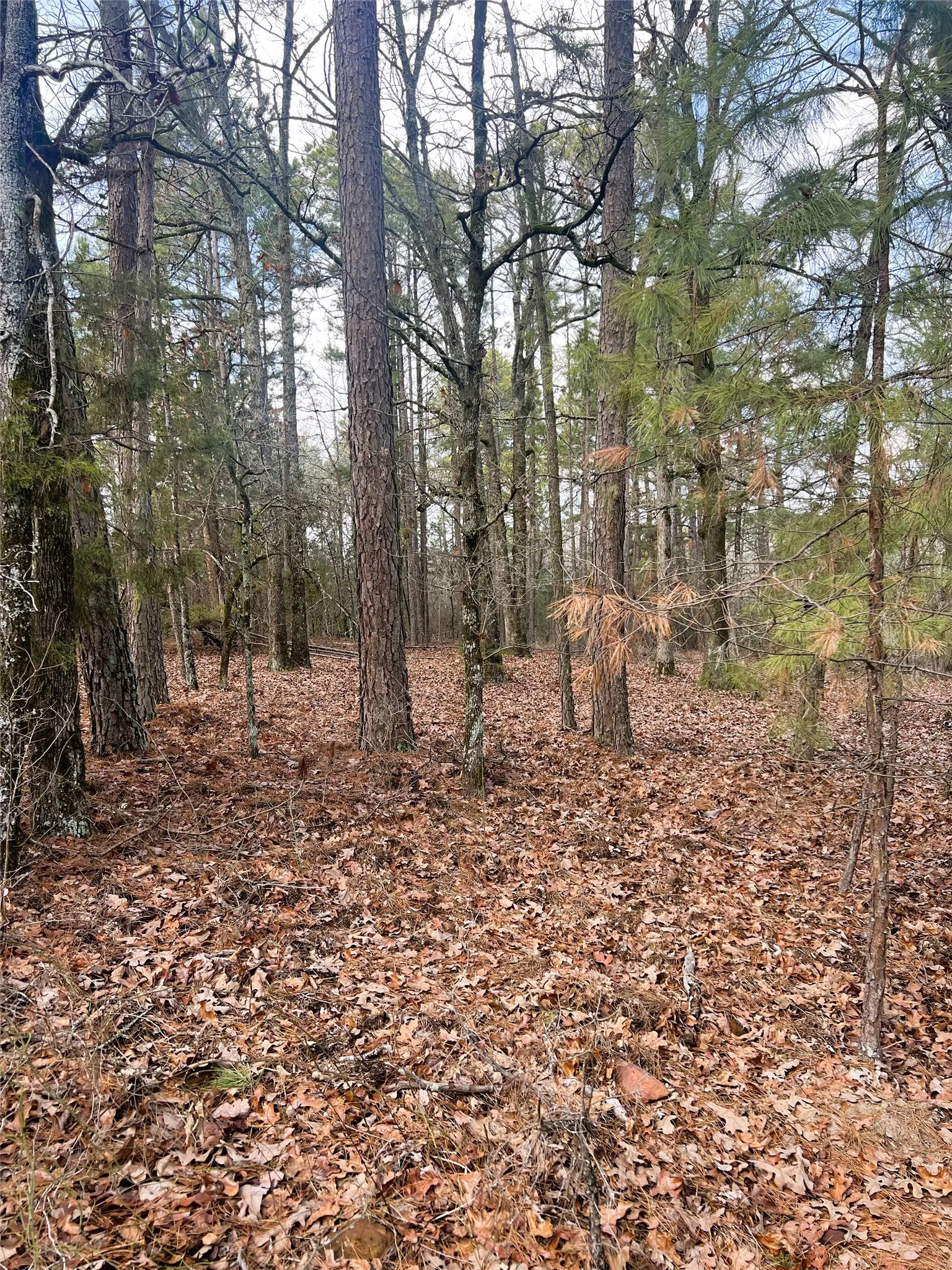 Unimproved Land For Sale in Wood County , 000 Private Road 8000, Winnsboro, Texas 75494, 0, 0, Garage spaces, 0 Sqft, built in 0, mls#21230407, Real Estate Agent in Winnsboro, Homes For Sale in Wood county, Homes For Sale in Winnsboro, Realtor in Winnsboro Texas, Real Estate Brokerage Independent Realty Texas, Luminita Cordes Realtor