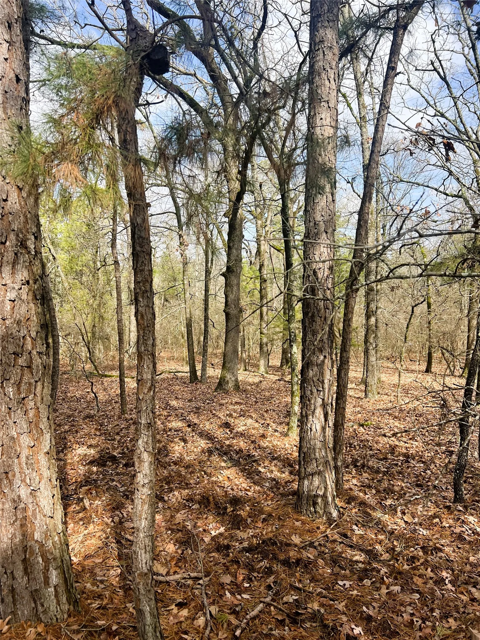 Unimproved Land For Sale in Wood County , 000 Private Road 8000, Winnsboro, Texas 75494, 0, 0, Garage spaces, 0 Sqft, built in 0, mls#21230407, Real Estate Agent in Winnsboro, Homes For Sale in Wood county, Homes For Sale in Winnsboro, Realtor in Winnsboro Texas, Real Estate Brokerage Independent Realty Texas, Luminita Cordes Realtor