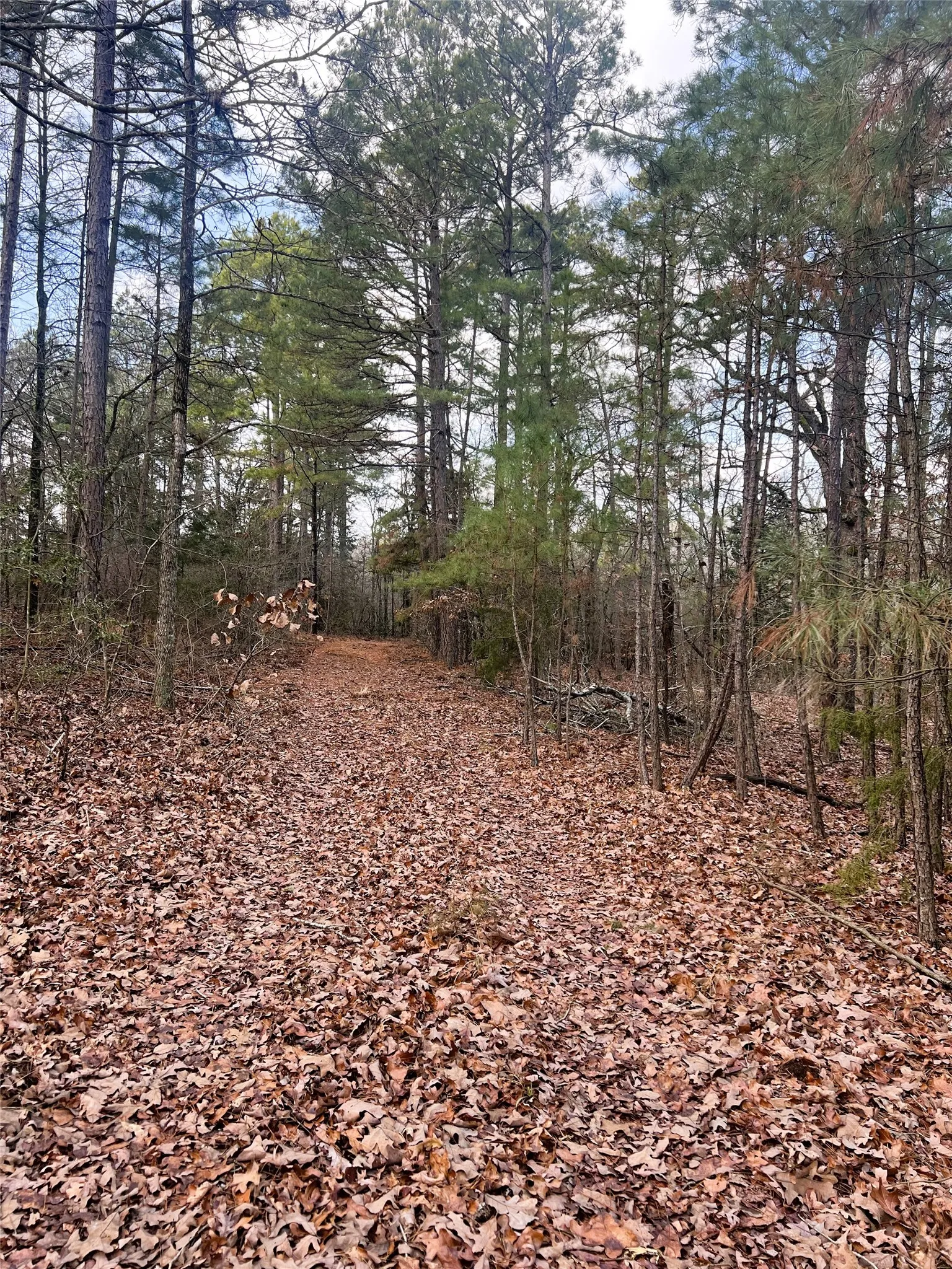Unimproved Land For Sale in Wood County , 000 Private Road 8000, Winnsboro, Texas 75494, 0, 0, Garage spaces, 0 Sqft, built in 0, mls#21230407, Real Estate Agent in Winnsboro, Homes For Sale in Wood county, Homes For Sale in Winnsboro, Realtor in Winnsboro Texas, Real Estate Brokerage Independent Realty Texas, Luminita Cordes Realtor