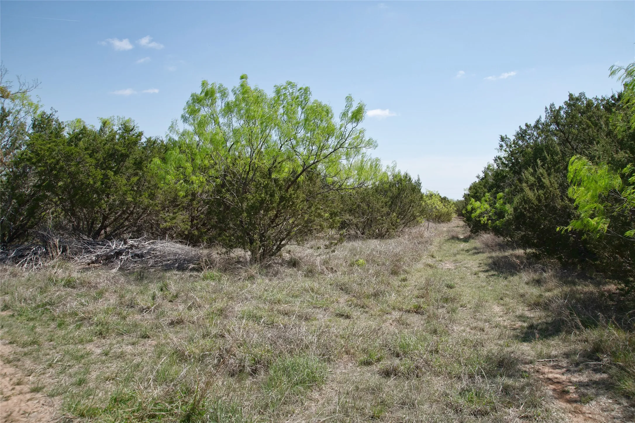 Unimproved Land For Sale in Taylor County , TBD County RD 184, Ovalo, Texas 79541, 0, 0, Garage spaces, 0 Sqft, built in 0, mls#21222544, Real Estate Agent in Ovalo, Homes For Sale in Taylor county, Homes For Sale in Ovalo, Realtor in Ovalo Texas, Real Estate Brokerage Independent Realty Texas, Luminita Cordes Realtor
