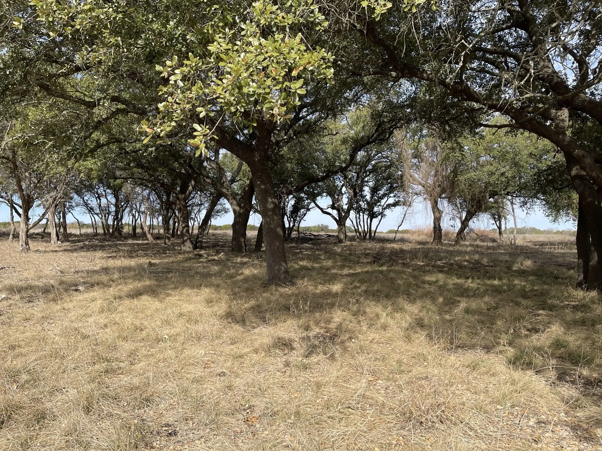 Unimproved Land For Sale in Coryell County , Lot 11 Fm 1690, Gatesville, Texas 76528, 0, 0, Garage spaces, 0 Sqft, built in 0, Price $112,500, mls#21231064, Real Estate Agent in Gatesville, Homes For Sale in Coryell county, Homes For Sale in Gatesville, Realtor in Gatesville Texas, Real Estate Brokerage Independent Realty Texas, Luminita Cordes Realtor