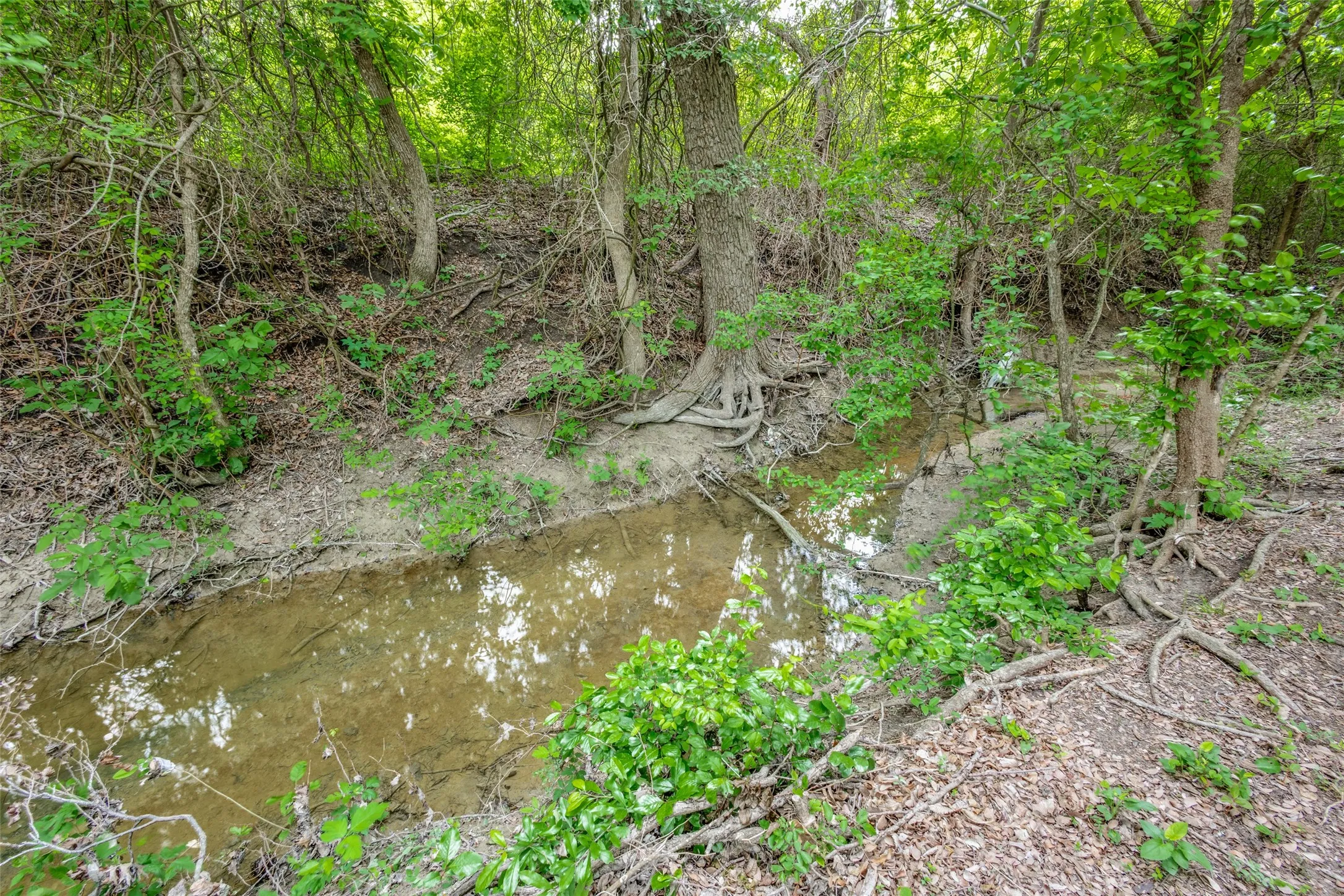 The property features a natural stream with surrounding mature trees and verdant foliage