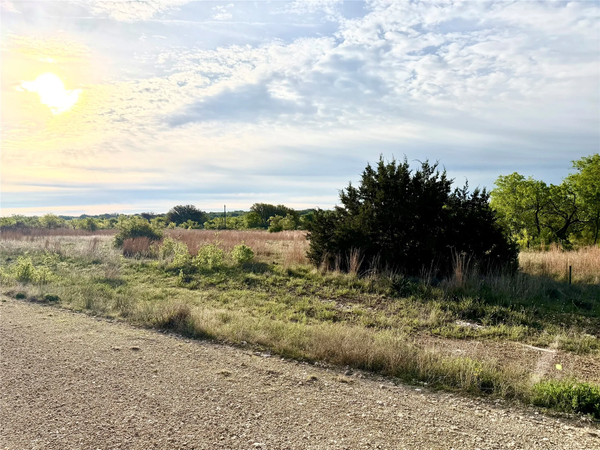 Front-right property edge view. Property ends to the right of this tree.