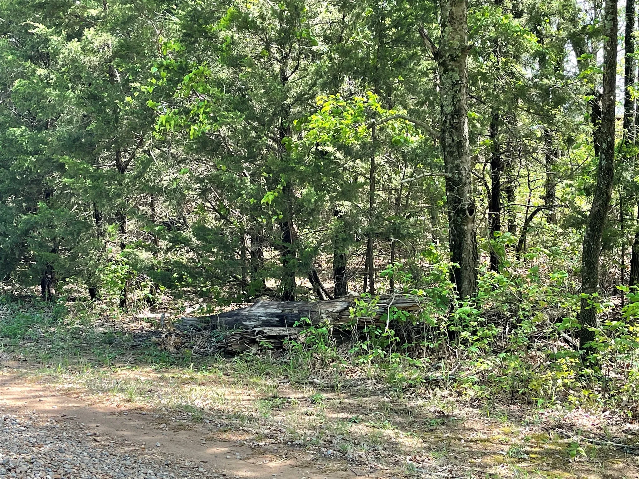 Wooded tranquility
