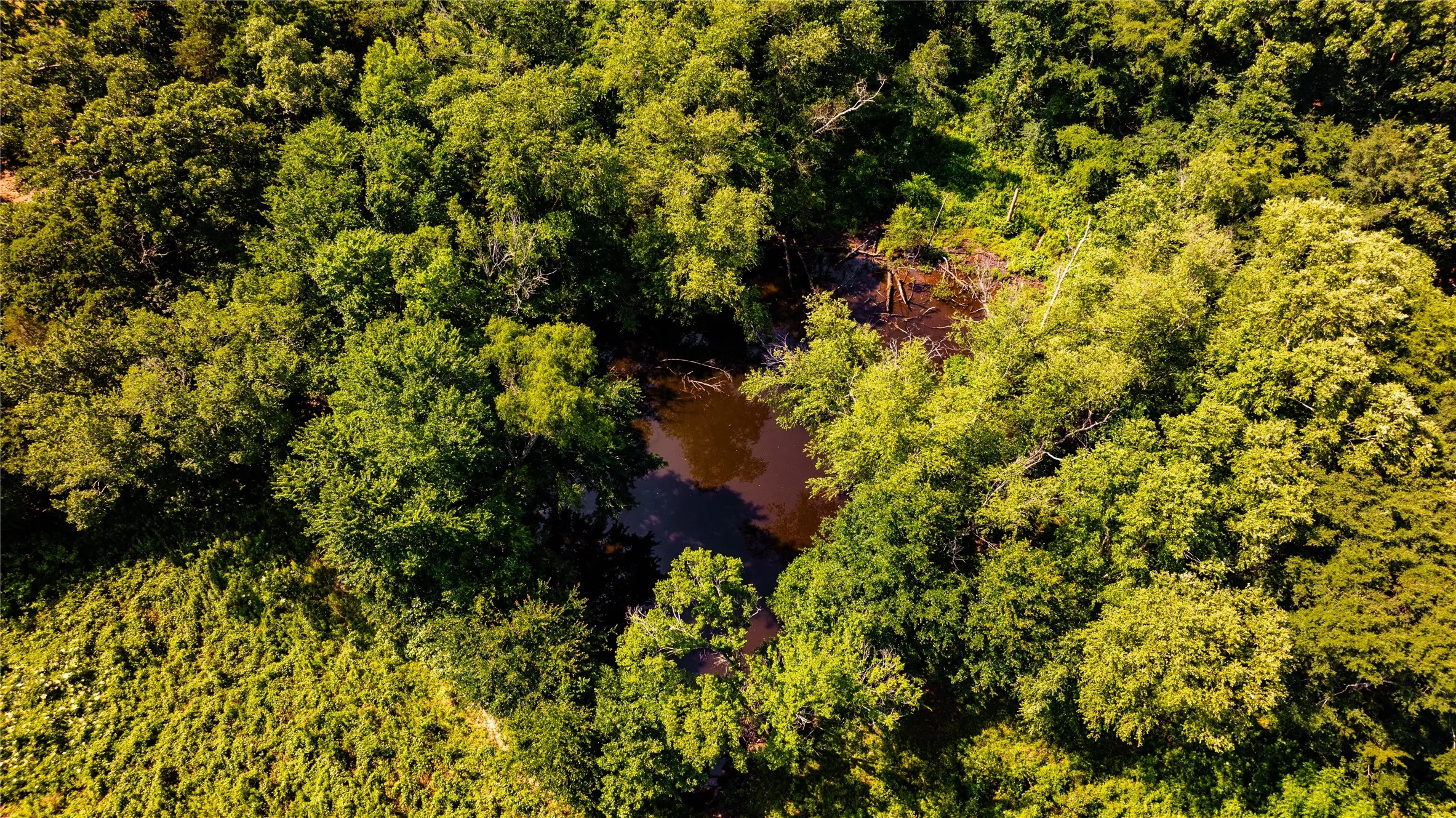 Dense woodland surrounding a tranquil water feature