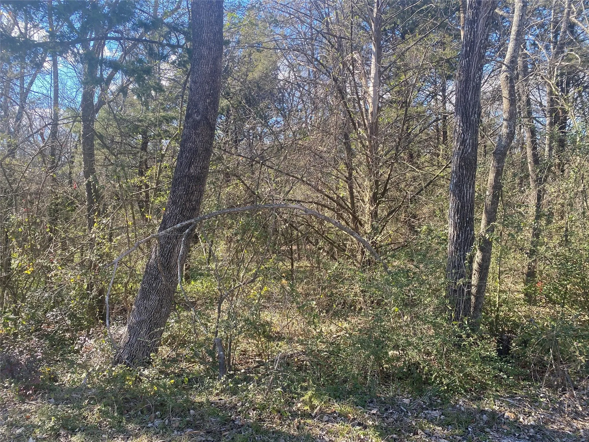 View of woods
