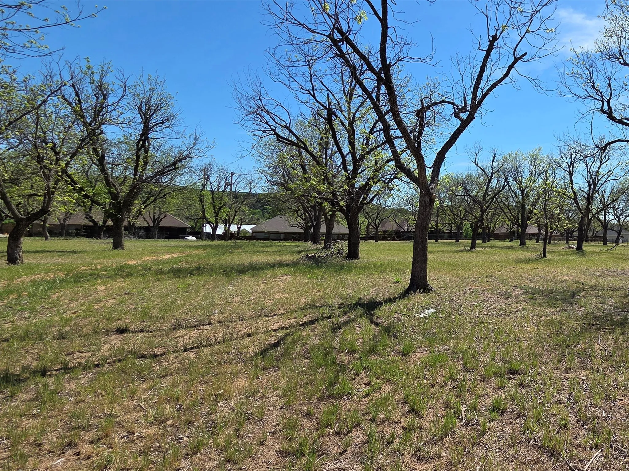 Dozens of mature Pecan trees on the property.  No matter where you site the house, you'll have dozens of trees left.