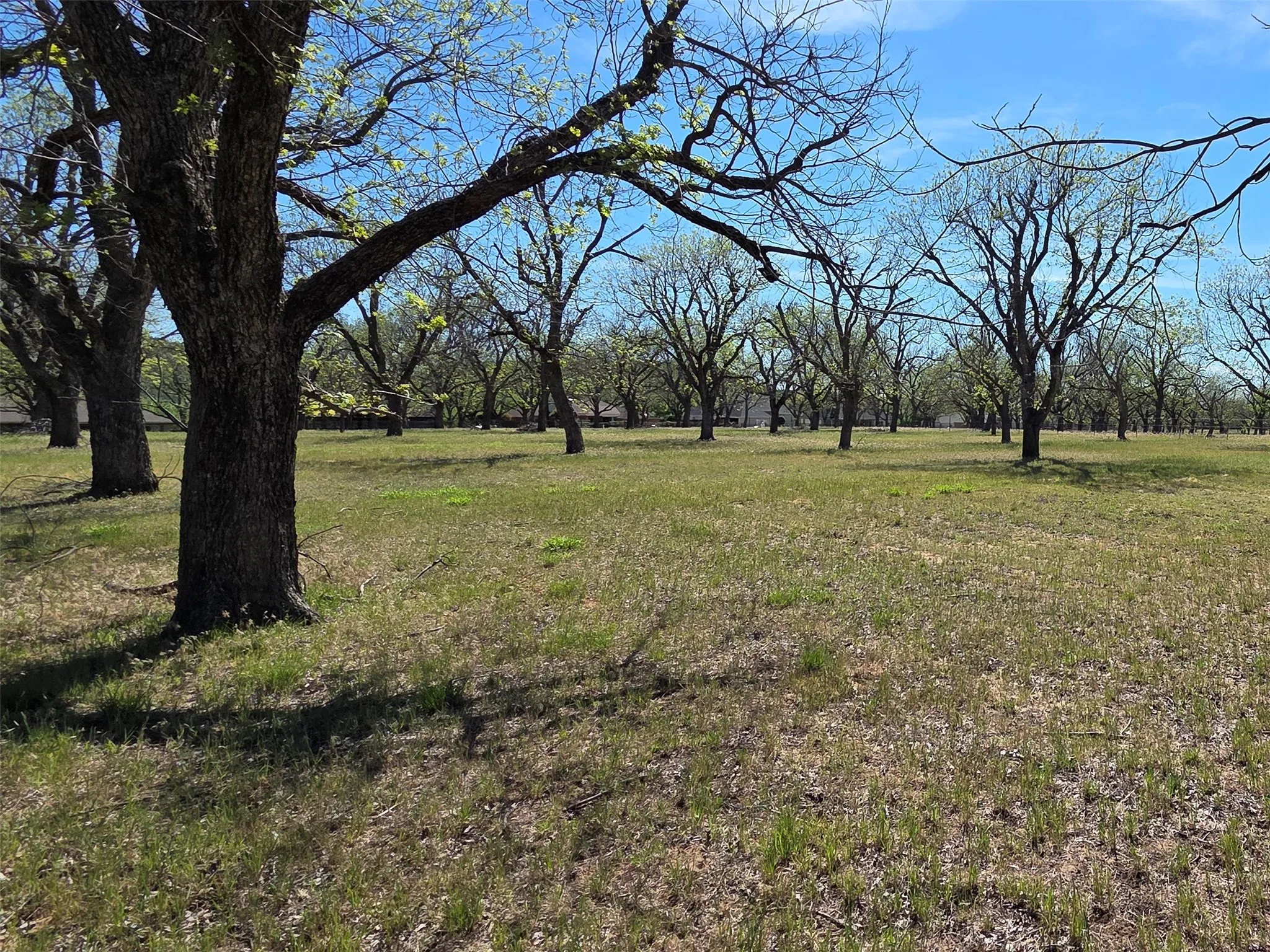 View from the east side of property, looking back to the southwest.  Pecan trees are budding!