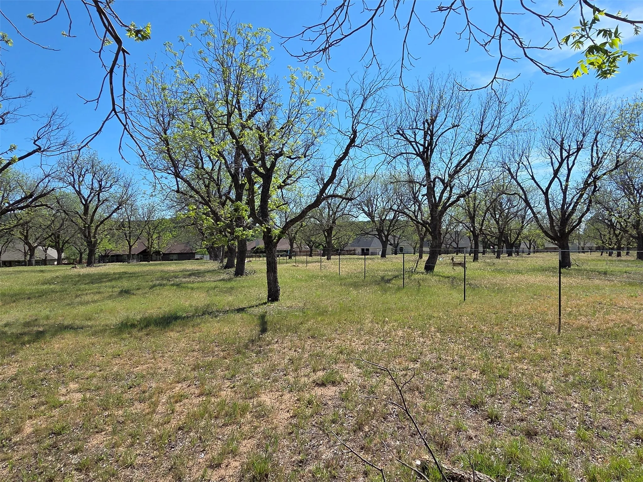 Another view looking into the paddock.  Plus deer!