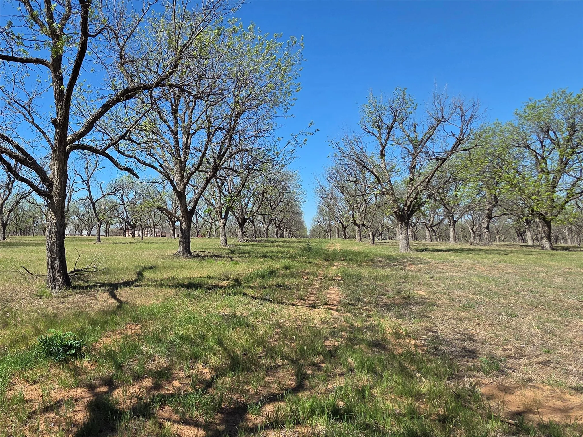 View on the east property line, looking north, back to the road.