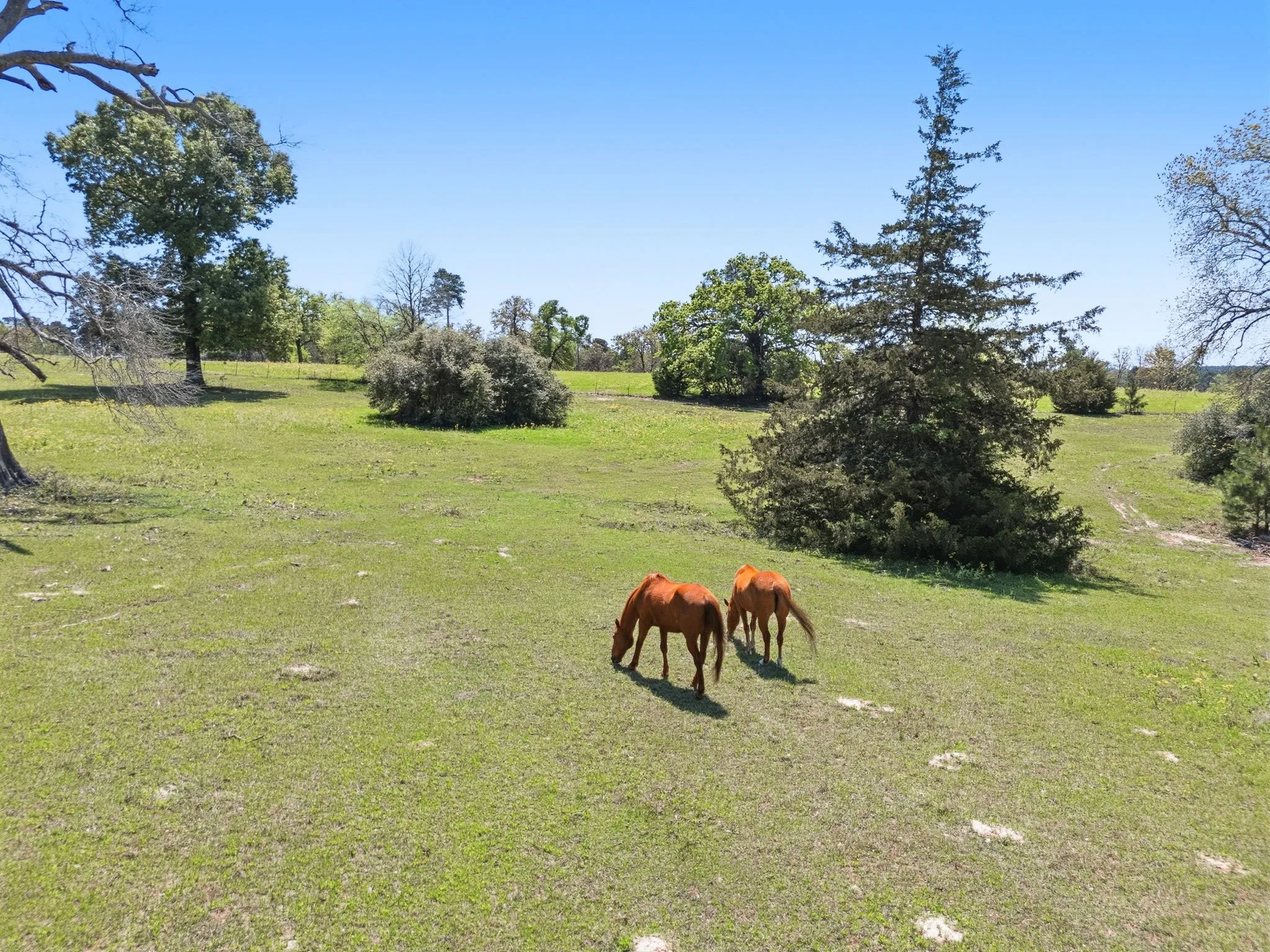 Farm For Sale in Houston County , 689 & 691 FM 1272, Grapeland, Texas 75844, 4 Bedroom, 4 Bathroom, 2 Garage spaces, 3,489 Sqft, built in 1997, Preowned, mls#21226943, Real Estate Agent in Grapeland, Homes For Sale in Houston county, Homes For Sale in Grapeland, Realtor in Grapeland Texas, Real Estate Brokerage Independent Realty Texas, Luminita Cordes Realtor
