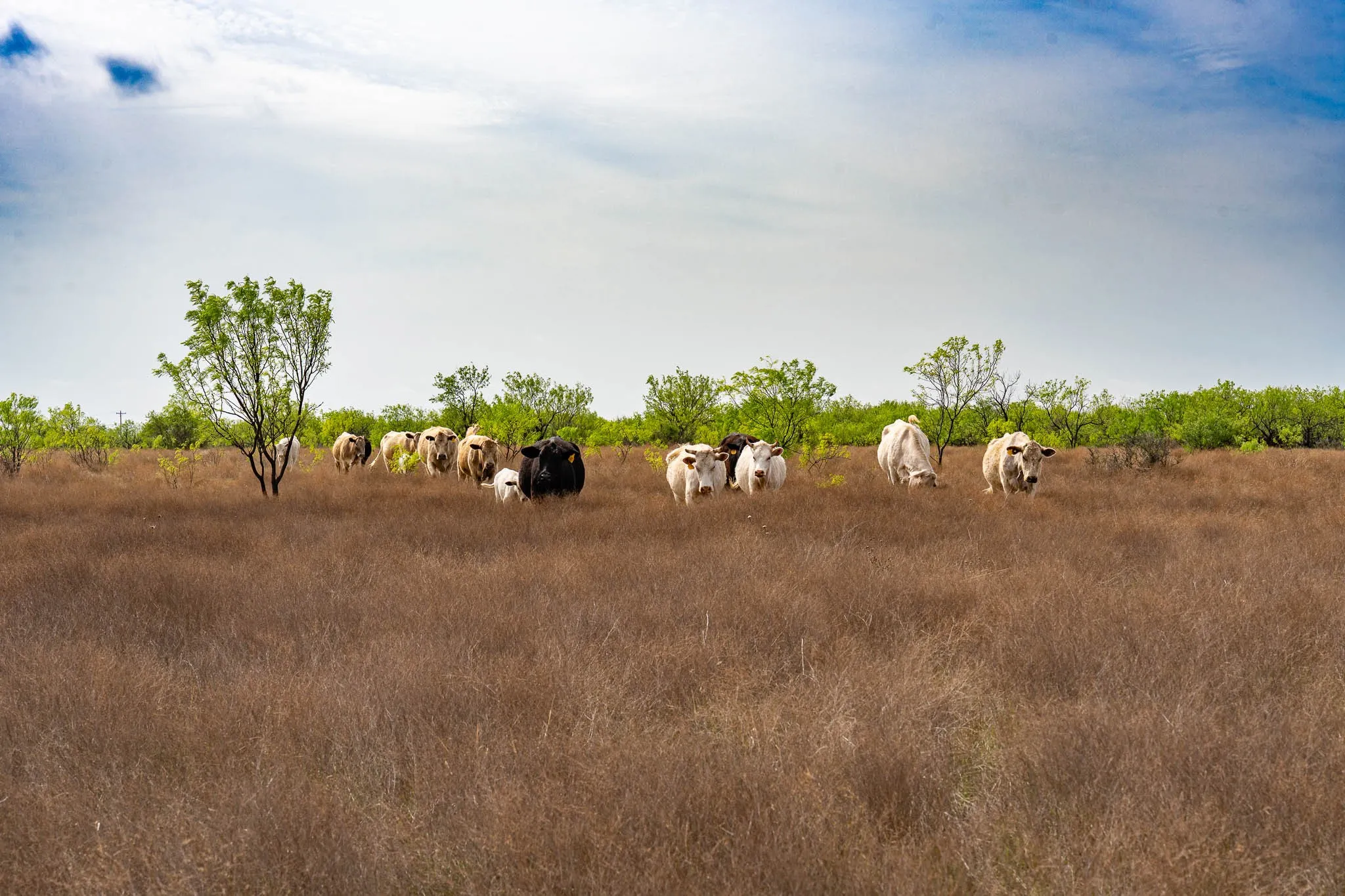 Unimproved Land For Sale in Haskell County , TBD Rockdale Road, No City, Texas 79533, 0, 0, Garage spaces, 0 Sqft, built in 2018, Price $2,745,000, mls#21233092, Real Estate Agent in No City, Homes For Sale in Haskell county, Homes For Sale in No City, Realtor in No City Texas, Real Estate Brokerage Independent Realty Texas, Luminita Cordes Realtor