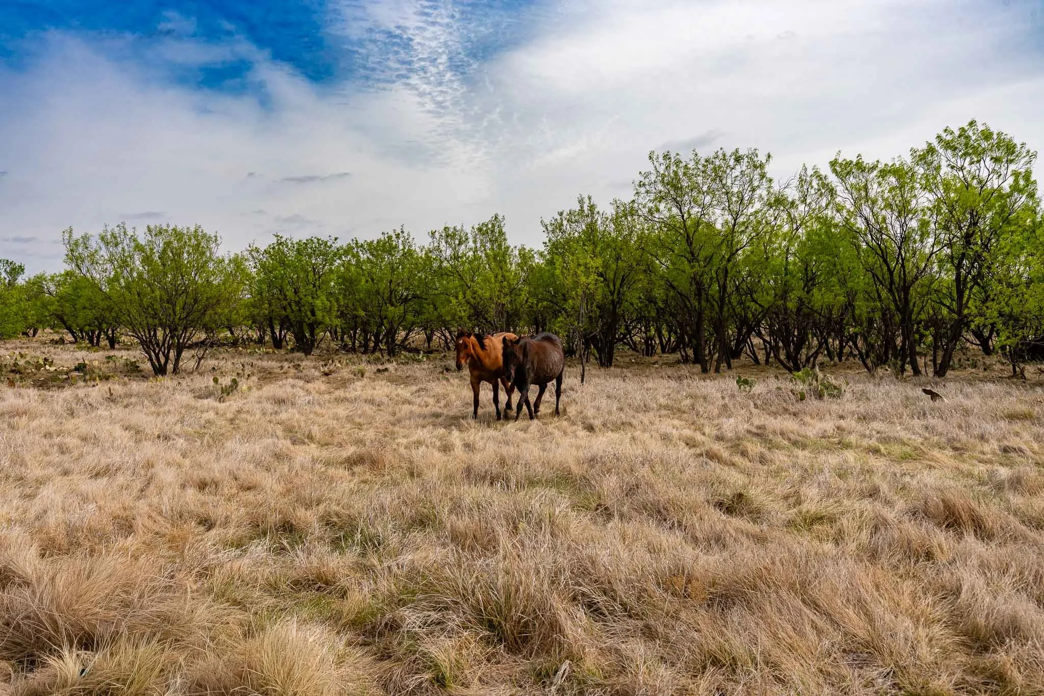 Unimproved Land For Sale in Haskell County , TBD Rockdale Road, No City, Texas 79533, 0, 0, Garage spaces, 0 Sqft, built in 2018, Price $2,745,000, mls#21233092, Real Estate Agent in No City, Homes For Sale in Haskell county, Homes For Sale in No City, Realtor in No City Texas, Real Estate Brokerage Independent Realty Texas, Luminita Cordes Realtor