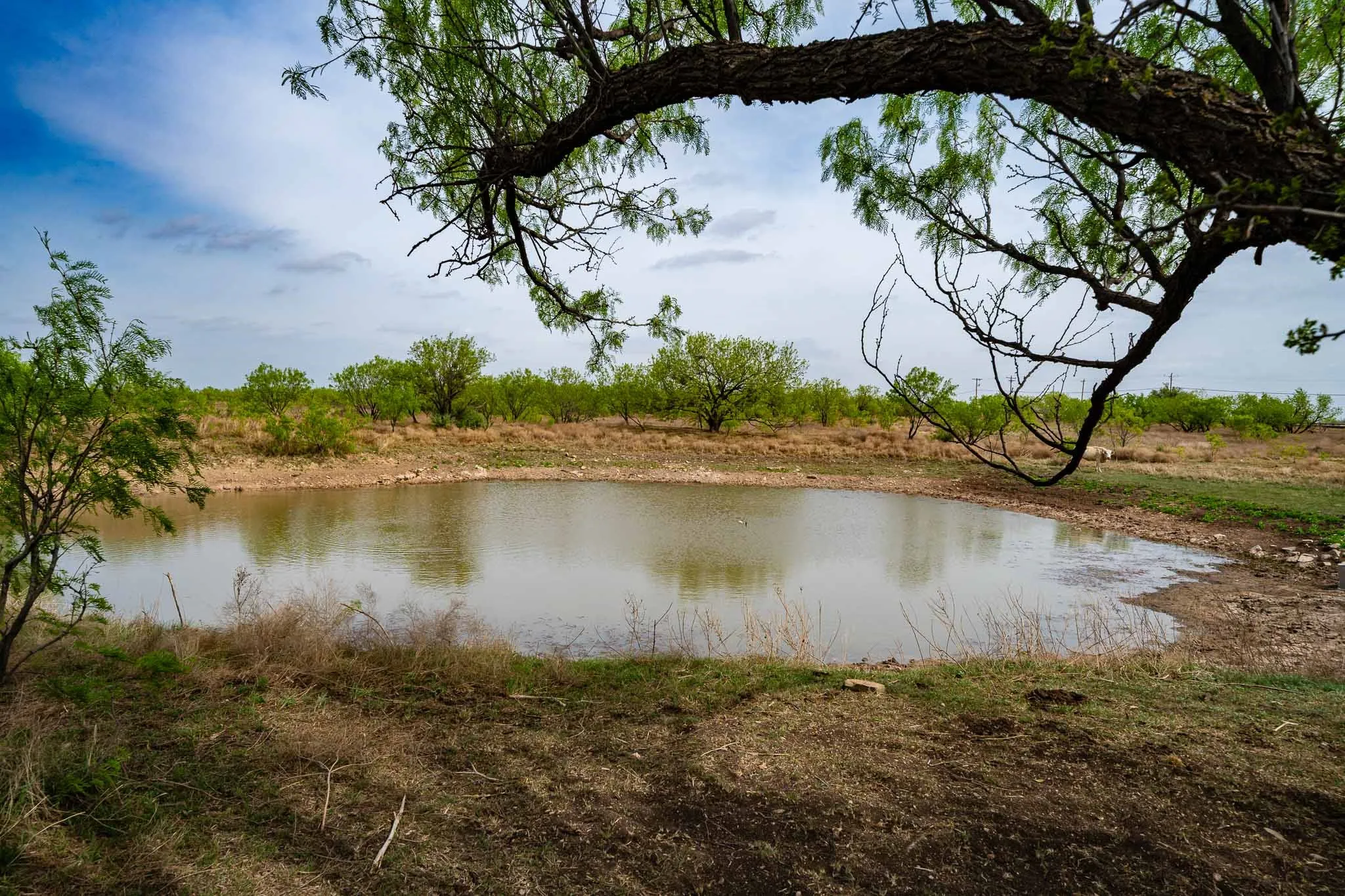 Unimproved Land For Sale in Haskell County , TBD Rockdale Road, No City, Texas 79533, 0, 0, Garage spaces, 0 Sqft, built in 2018, Price $2,745,000, mls#21233092, Real Estate Agent in No City, Homes For Sale in Haskell county, Homes For Sale in No City, Realtor in No City Texas, Real Estate Brokerage Independent Realty Texas, Luminita Cordes Realtor