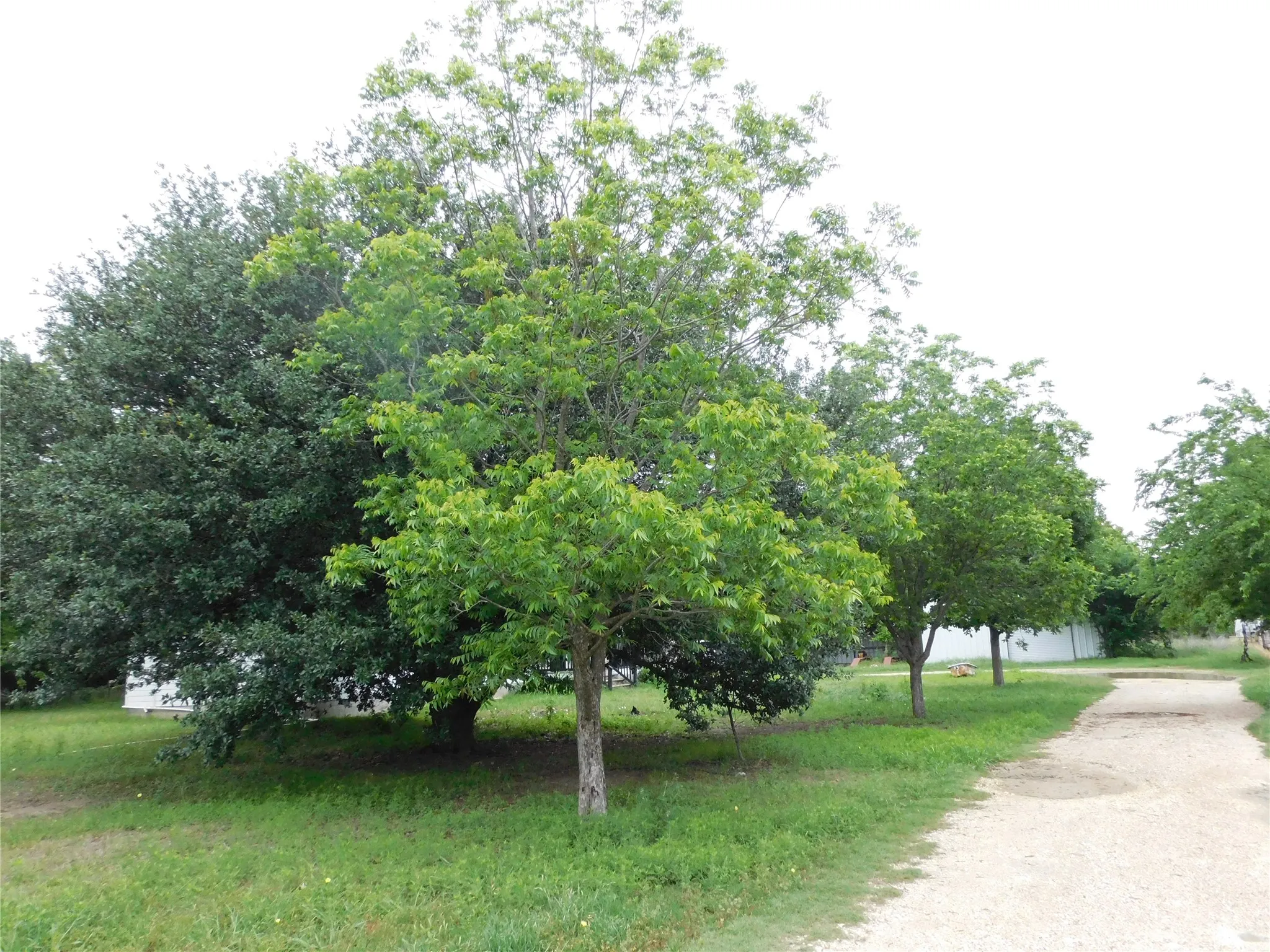 road from gate to house