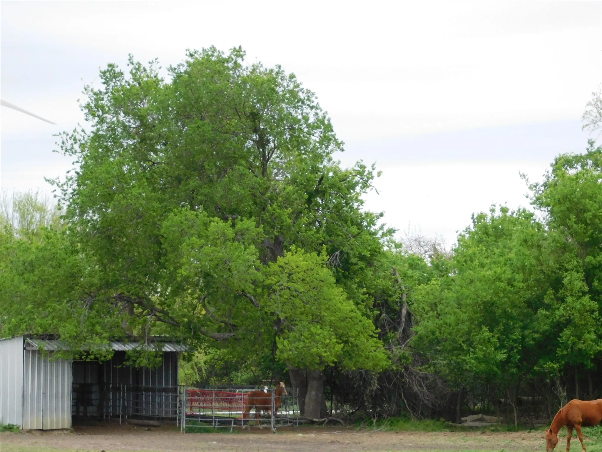 in pasture