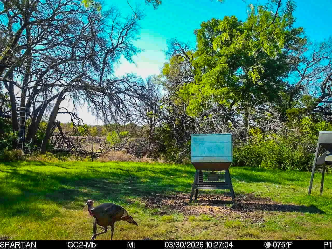 Unimproved Land For Sale in Coryell County , 3601 County Road 188, Jonesboro, Texas 76538, 0, 0, Garage spaces, 0 Sqft, built in 1960, mls#21231900, Real Estate Agent in Jonesboro, Homes For Sale in Coryell county, Homes For Sale in Jonesboro, Realtor in Jonesboro Texas, Real Estate Brokerage Independent Realty Texas, Luminita Cordes Realtor