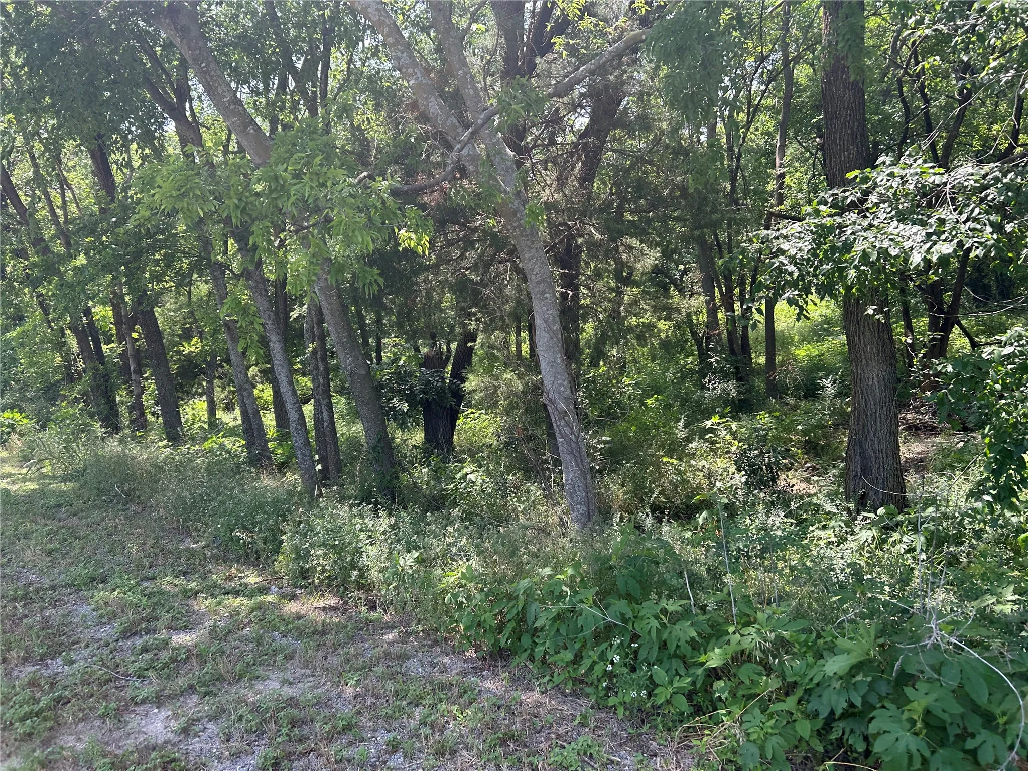 View of tree filled area