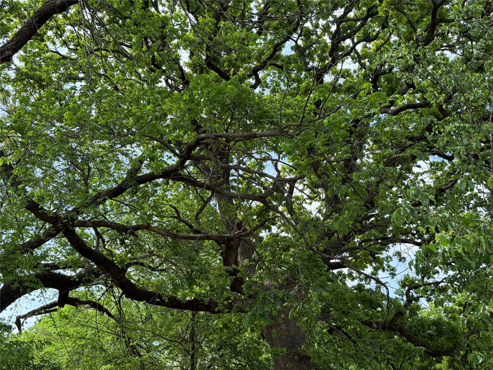 Beautiful Trees!