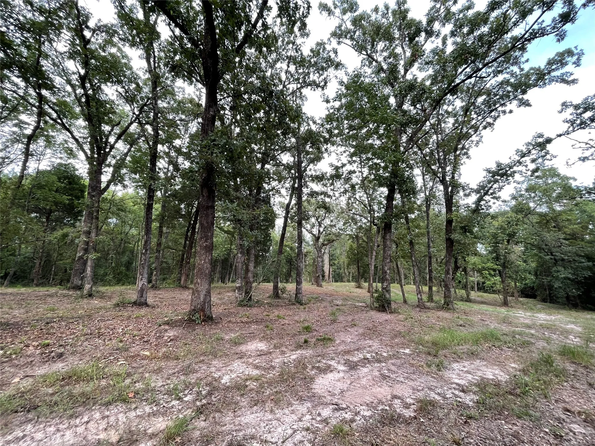 Unimproved Land For Sale in Henderson County , 7840 Ranchette Road, Eustace, Texas 75124, 0, 0, Garage spaces, 0 Sqft, built in 0, mls#21211275, Real Estate Agent in Eustace, Homes For Sale in Henderson county, Homes For Sale in Eustace, Realtor in Eustace Texas, Real Estate Brokerage Independent Realty Texas, Luminita Cordes Realtor
