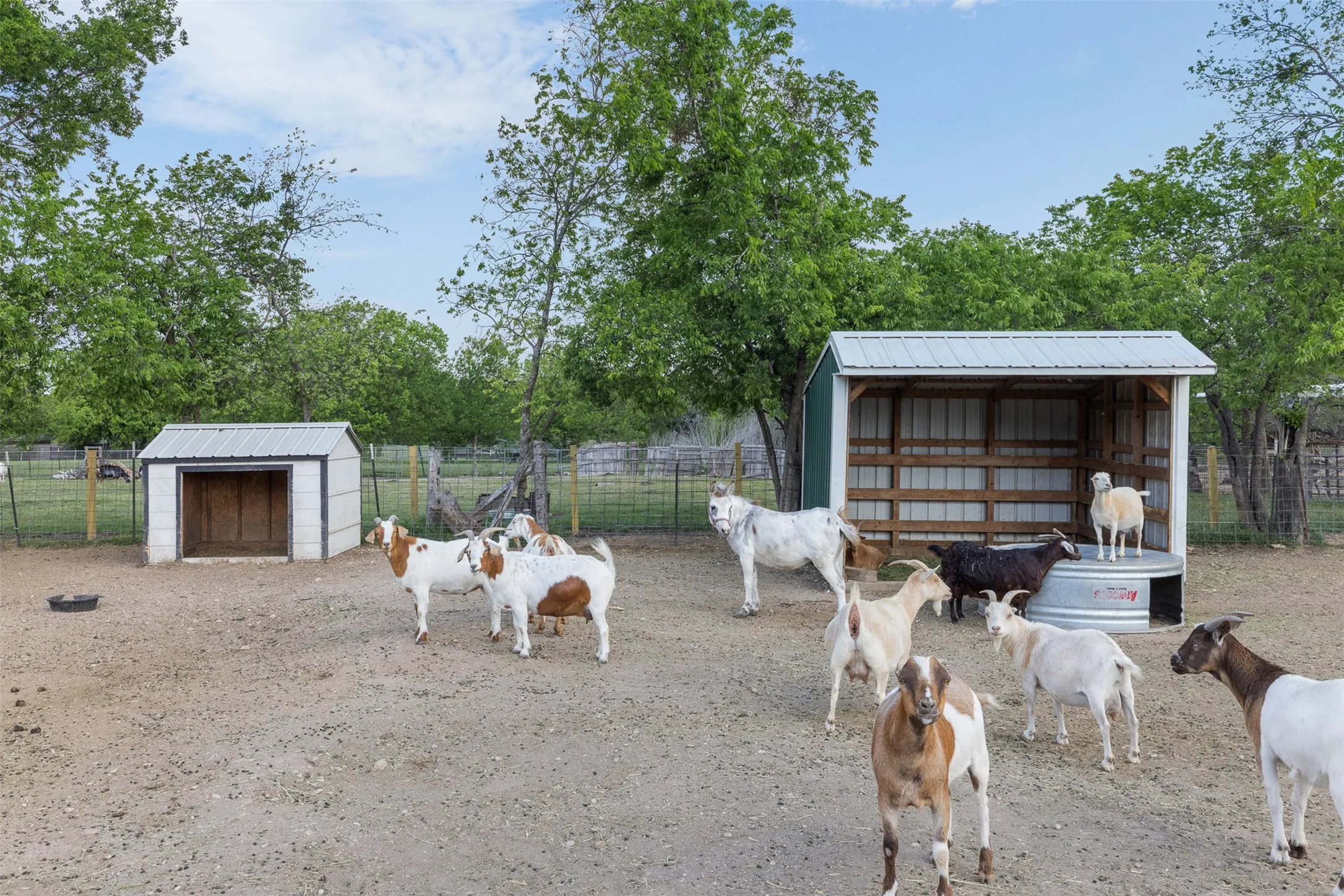 Farm For Sale in Mc Lennan County , 203 Saffle Road, Robinson, Texas 76706, 3 Bedrooms, 2 Bathrooms, Garage spaces, 1,680 Sqft, built in 2001, Preowned, Price $514,900, mls#21234425, Real Estate Agent in Robinson, Homes For Sale in Mc Lennan county, Homes For Sale in Robinson, Realtor in Robinson Texas, Real Estate Brokerage Independent Realty Texas, Luminita Cordes Realtor