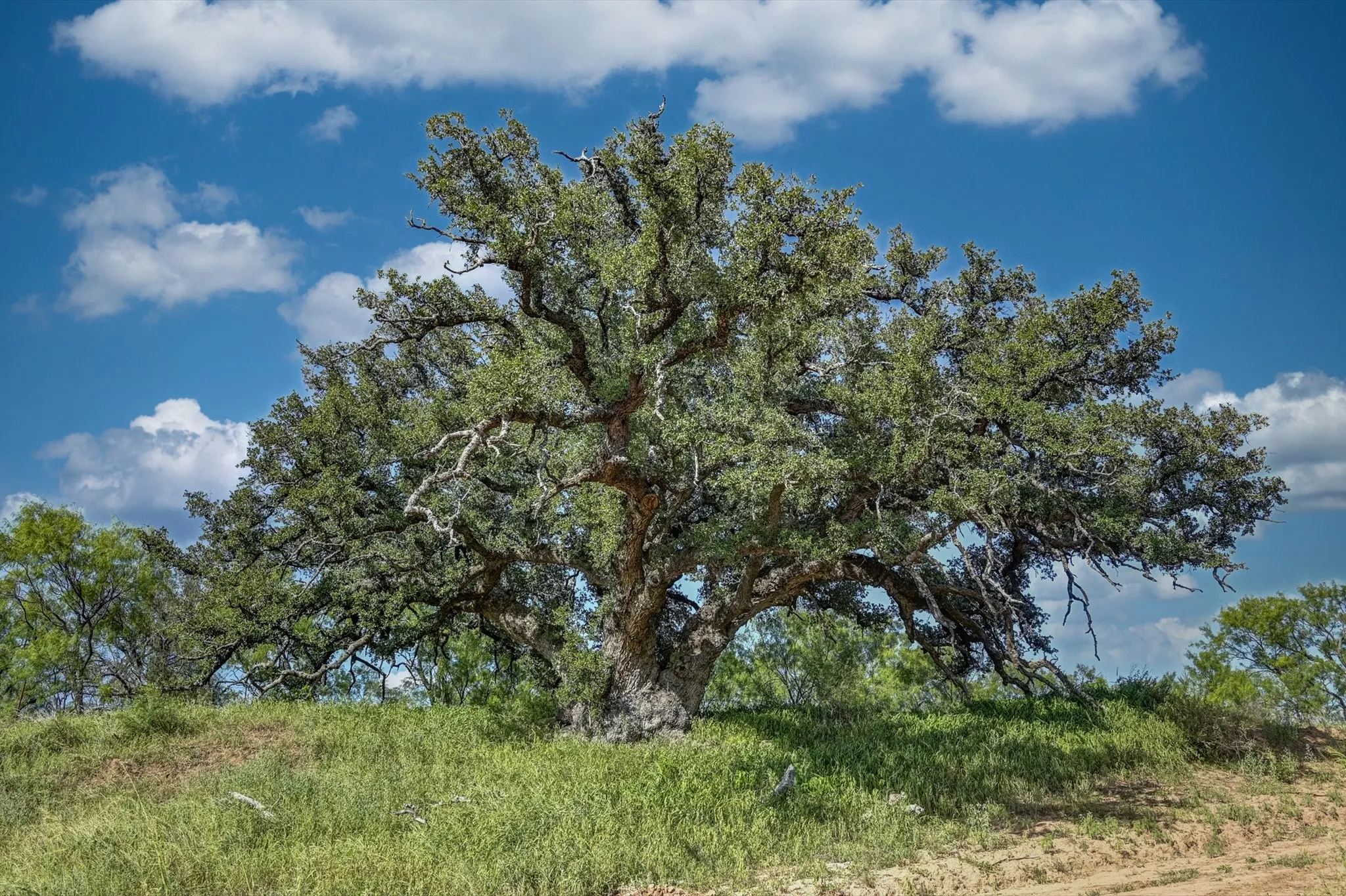 Heritage Oak