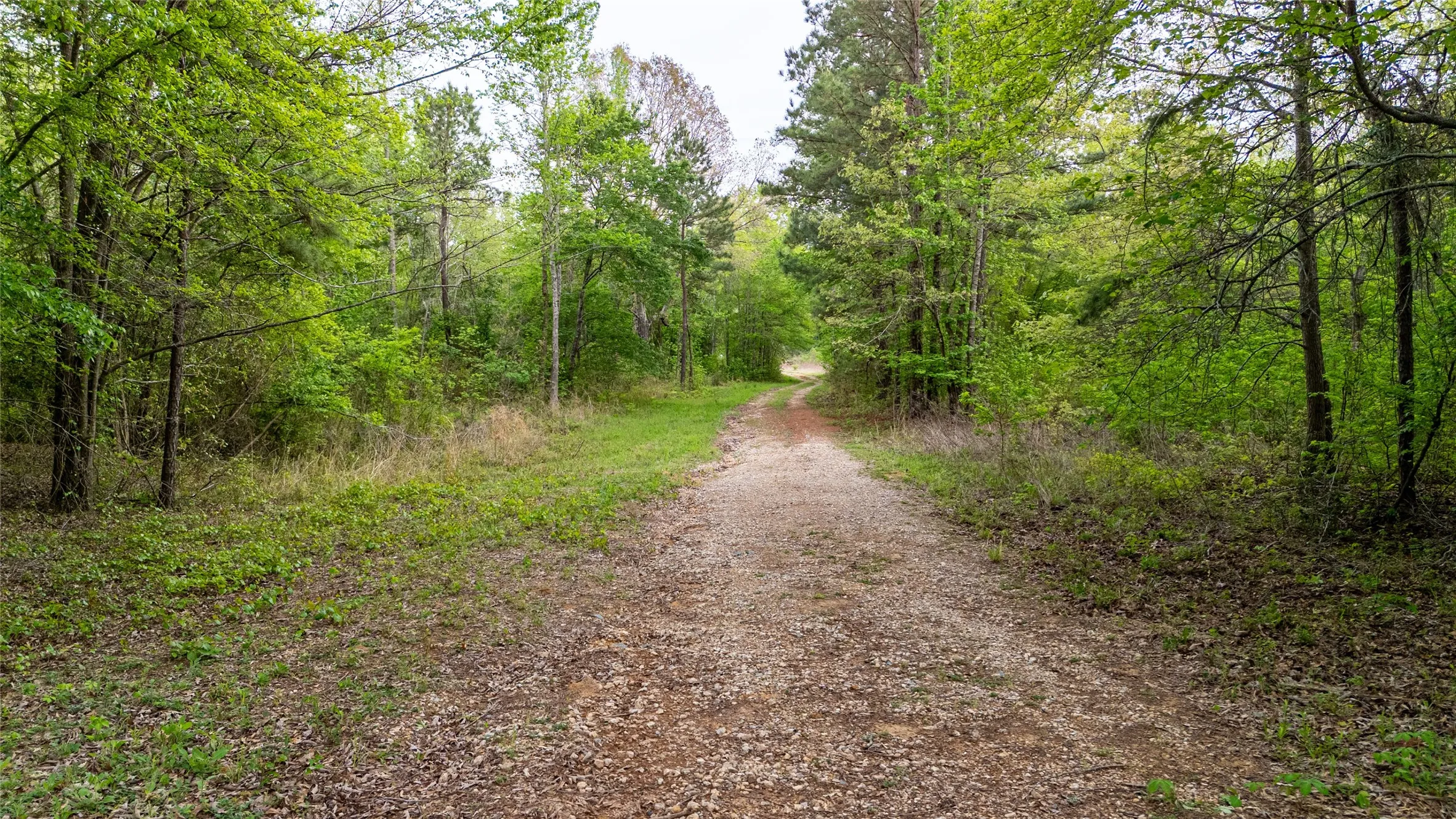 View of street featuring a forest view