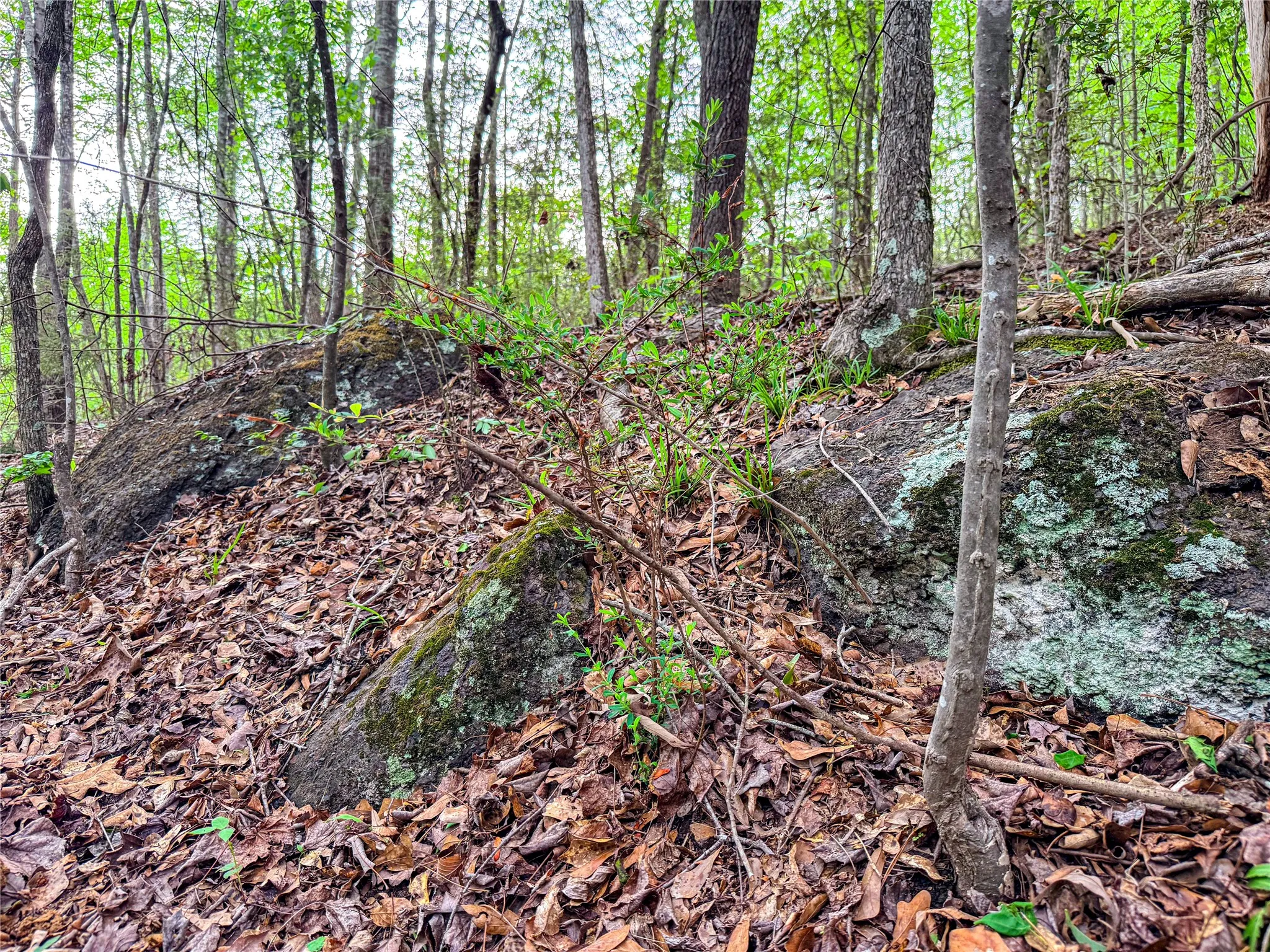 View of local wilderness