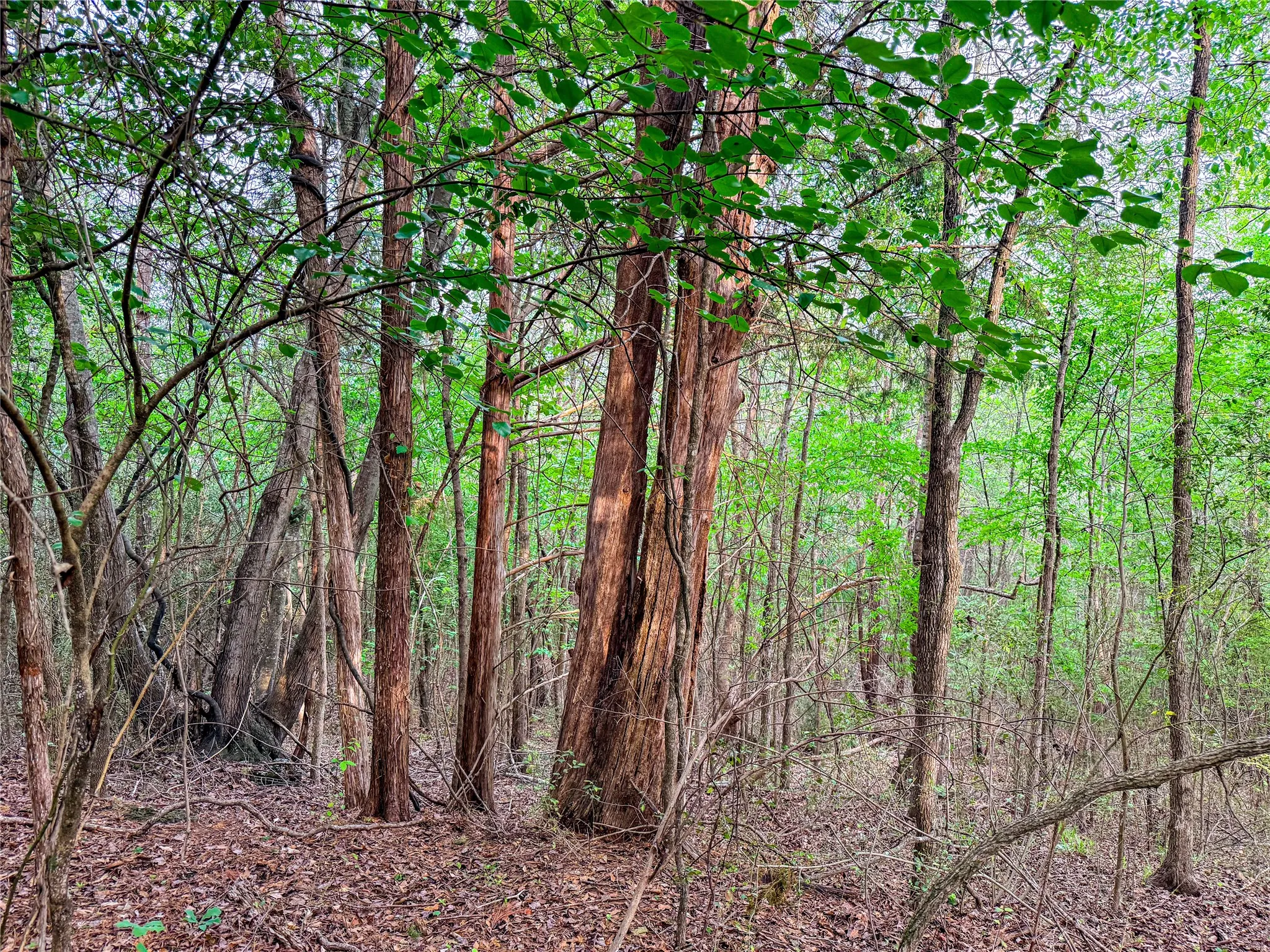 View of nature