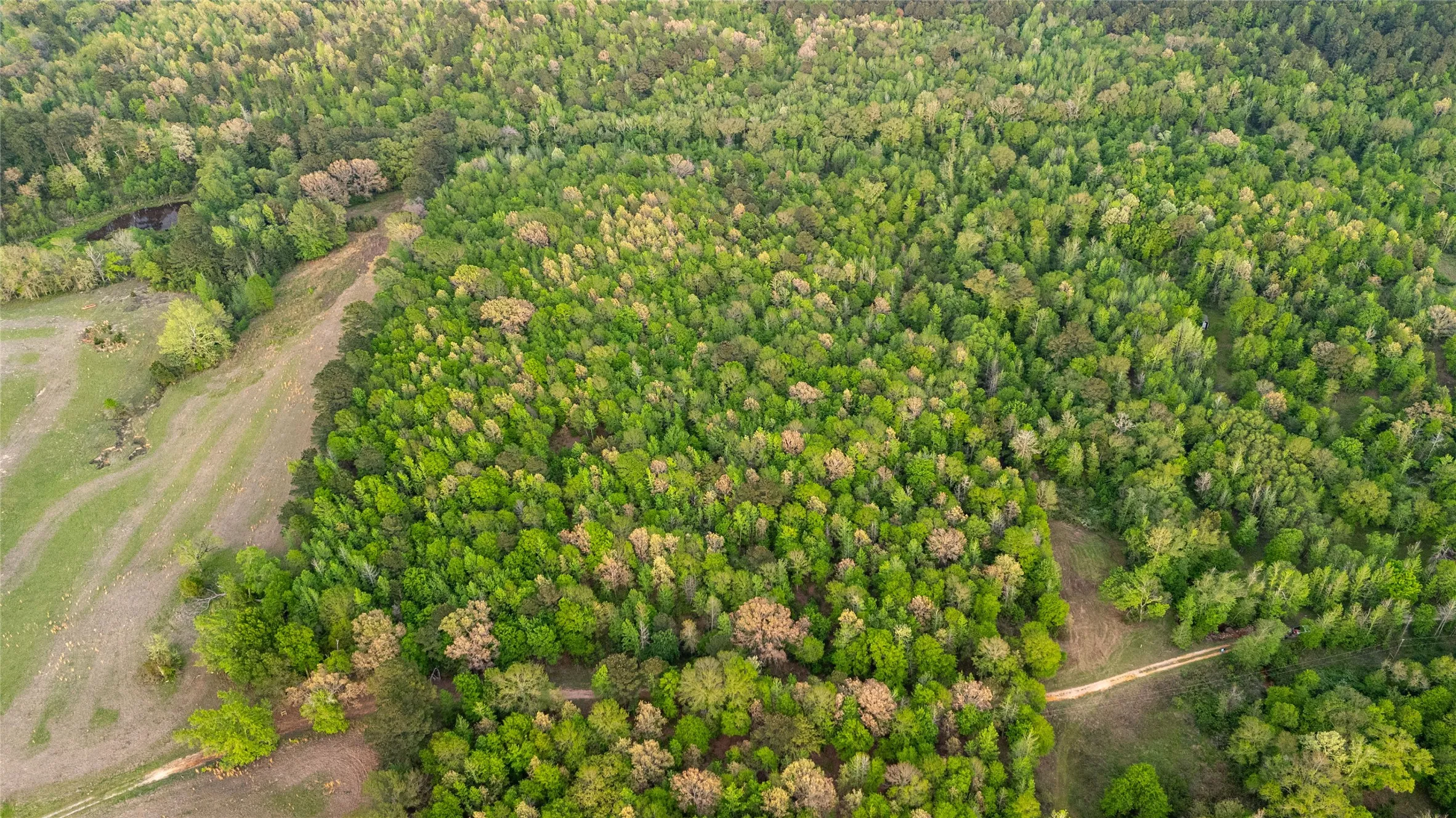 Aerial view of a forest