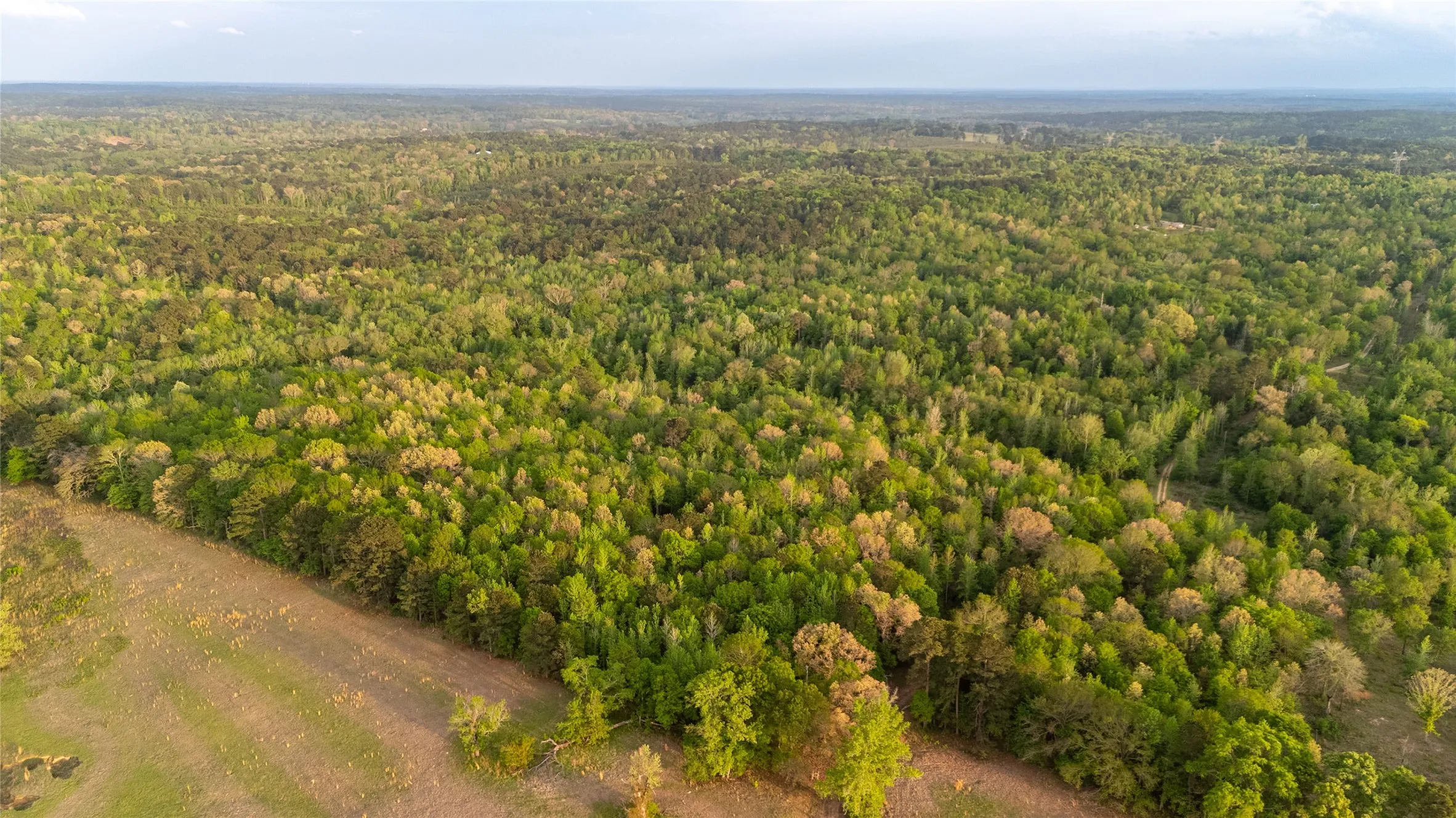 Bird's eye view of a forest