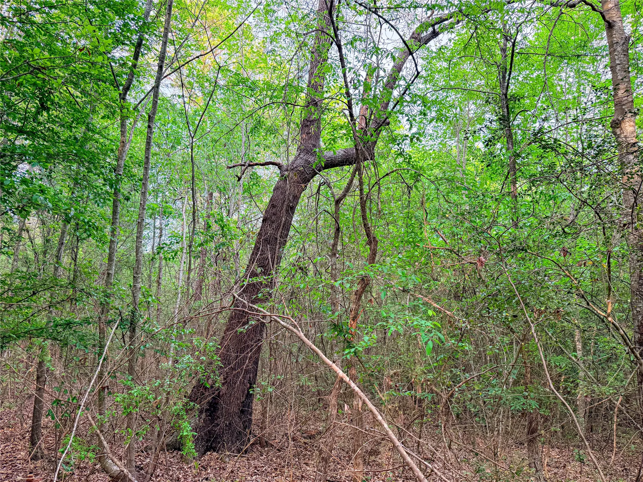 View of woods