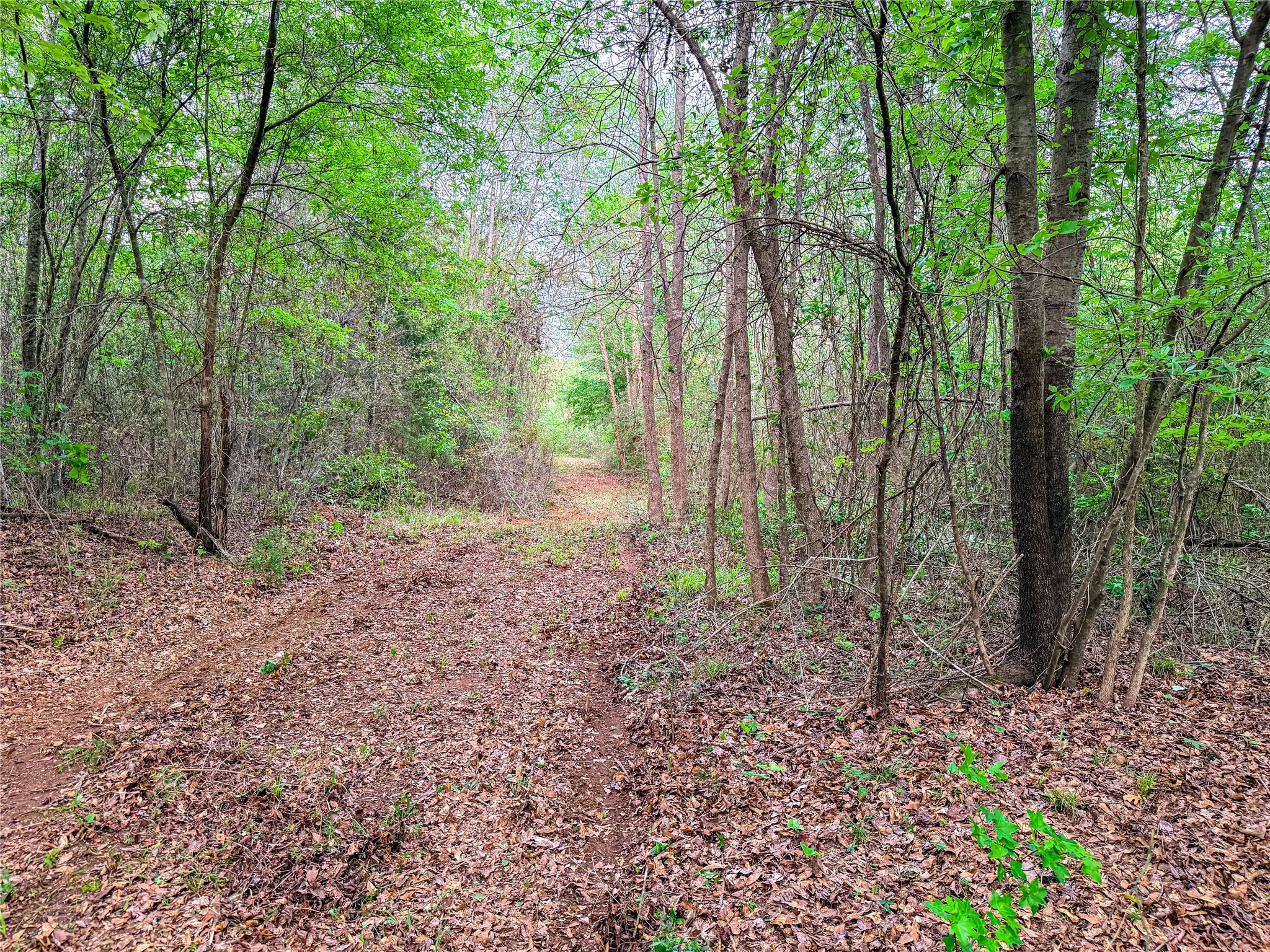 View of wooded area