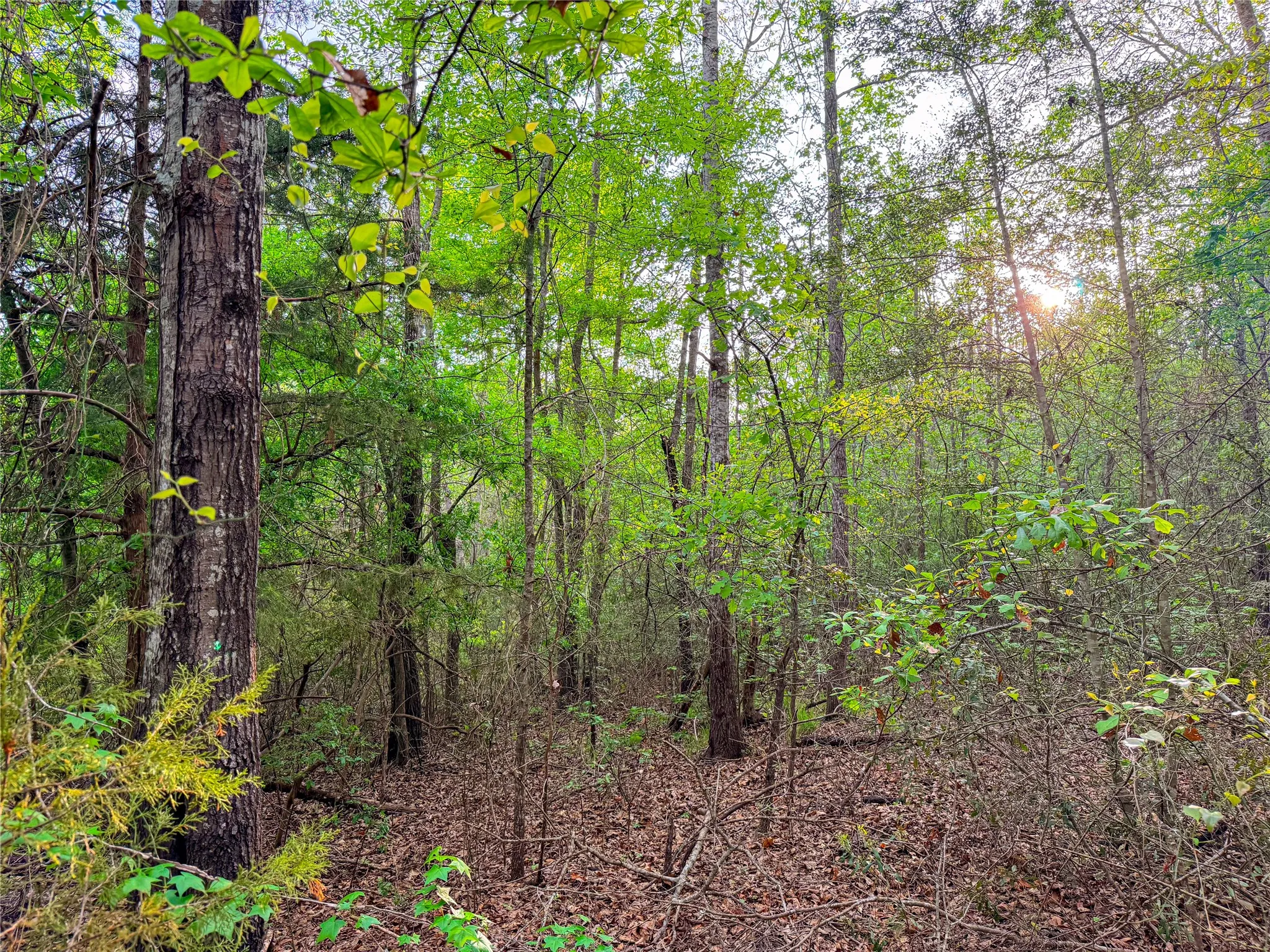 View of tree filled area