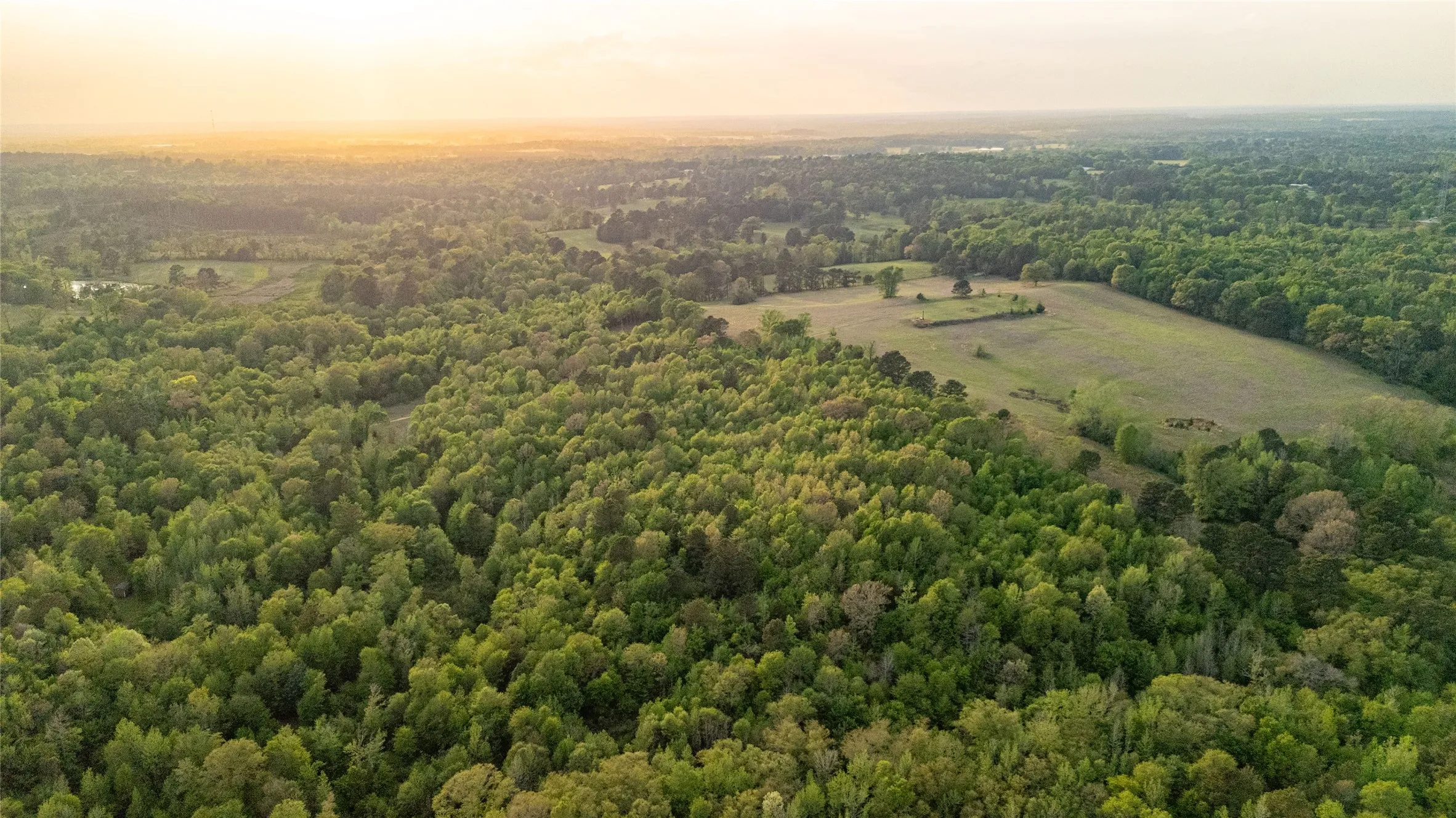 Drone / aerial view of a forest
