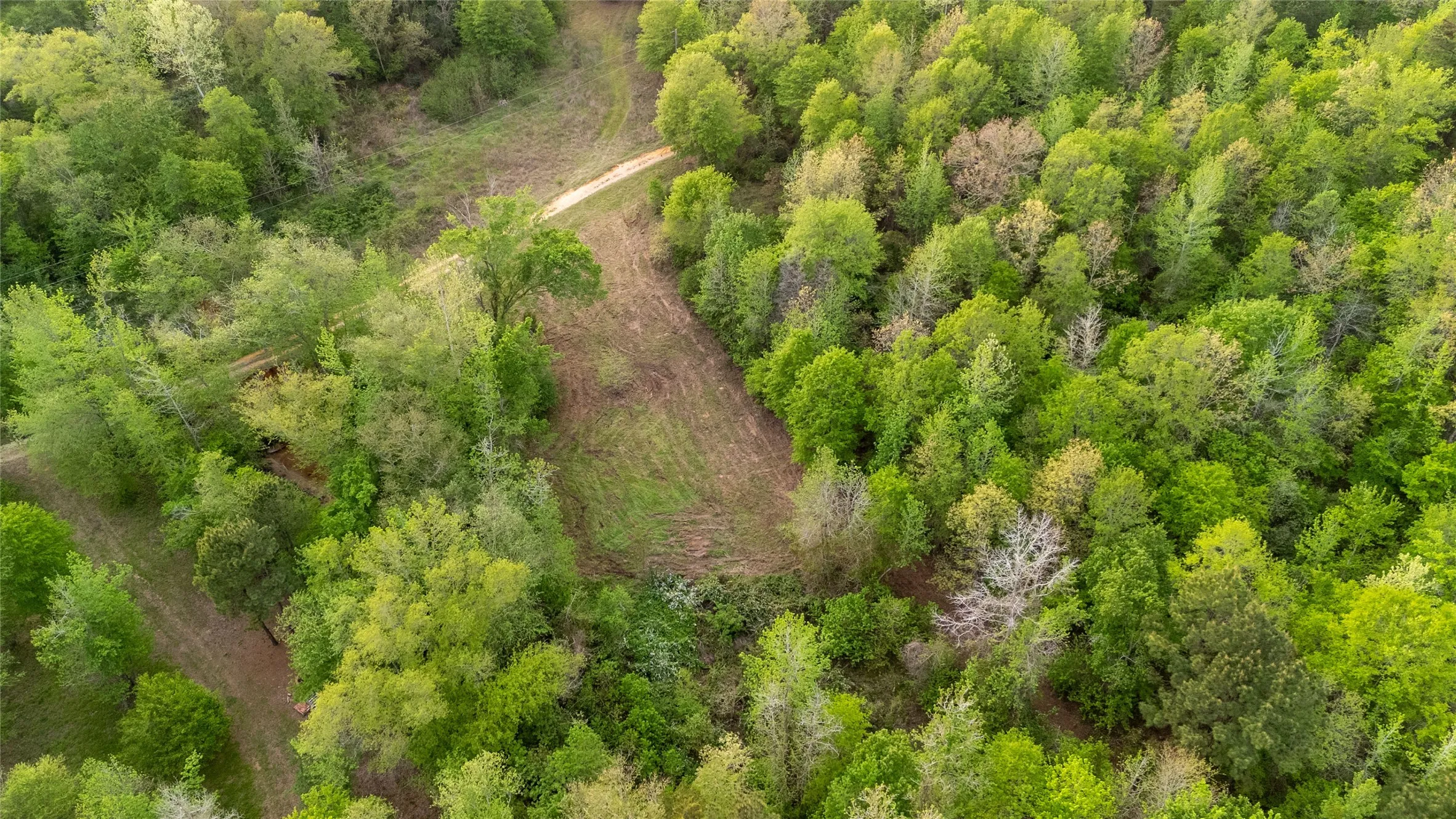 Drone / aerial view of a forest