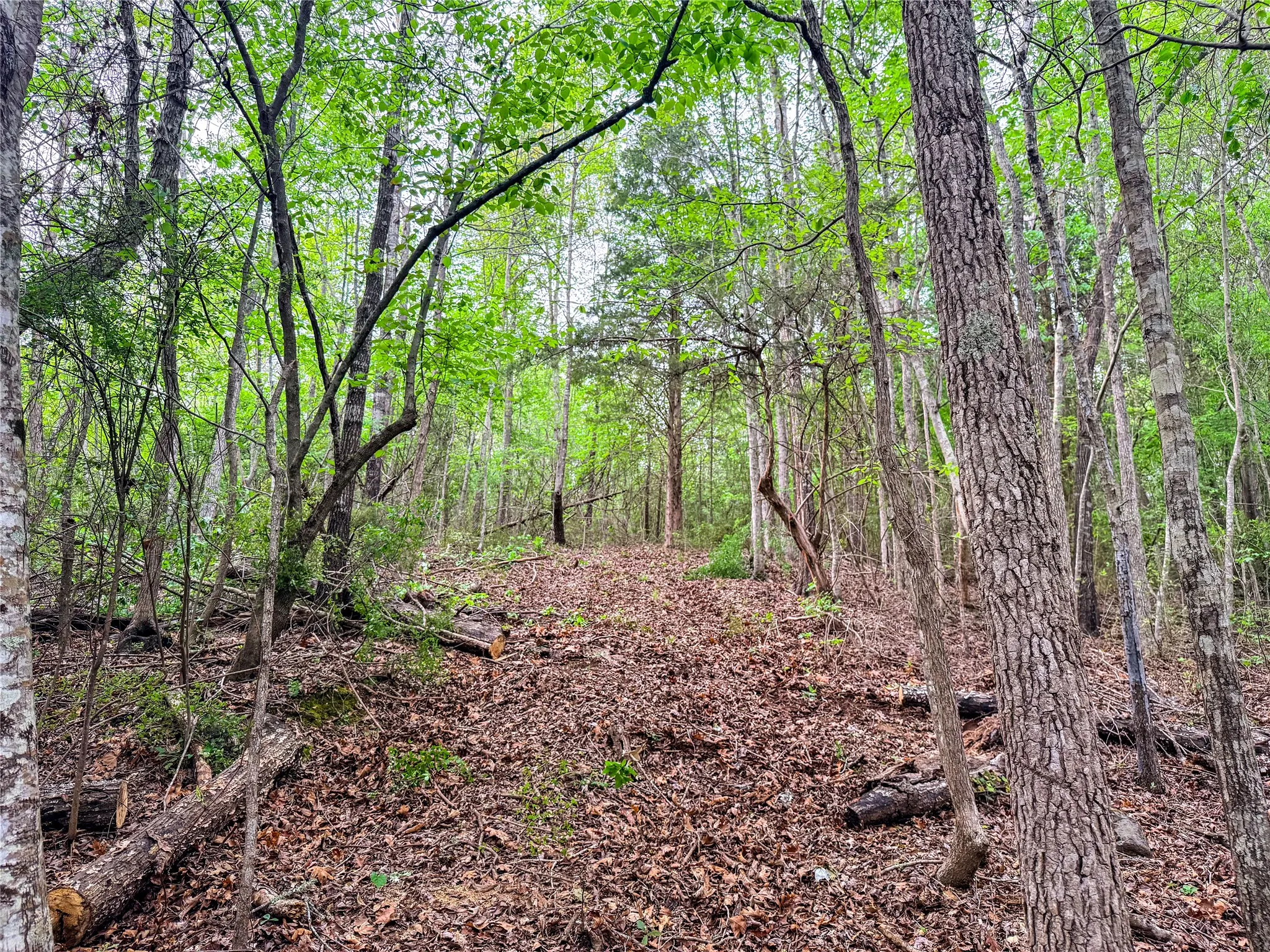 View of woods