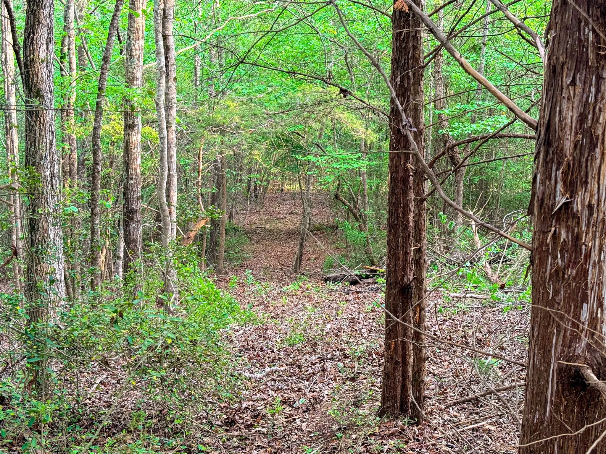 View of woods