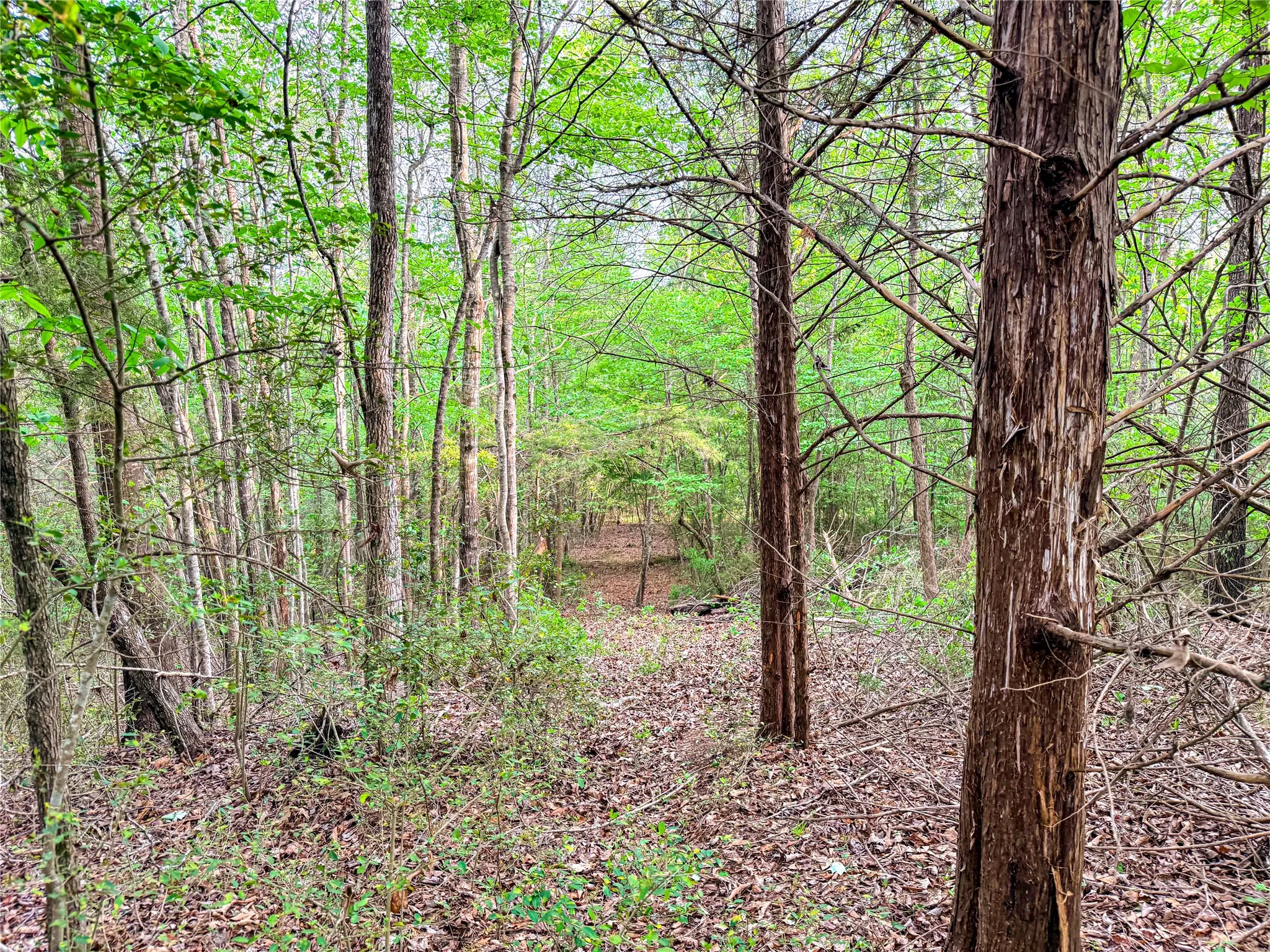 View of wooded area
