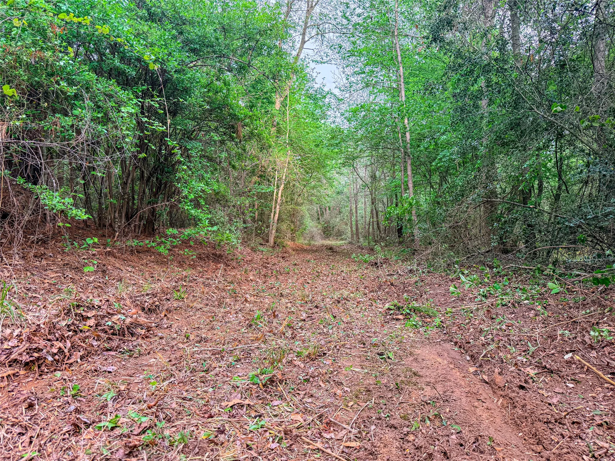 View of woods