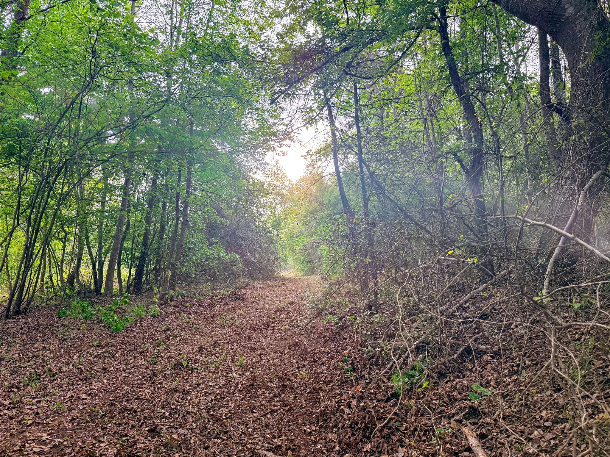 View of tree filled area