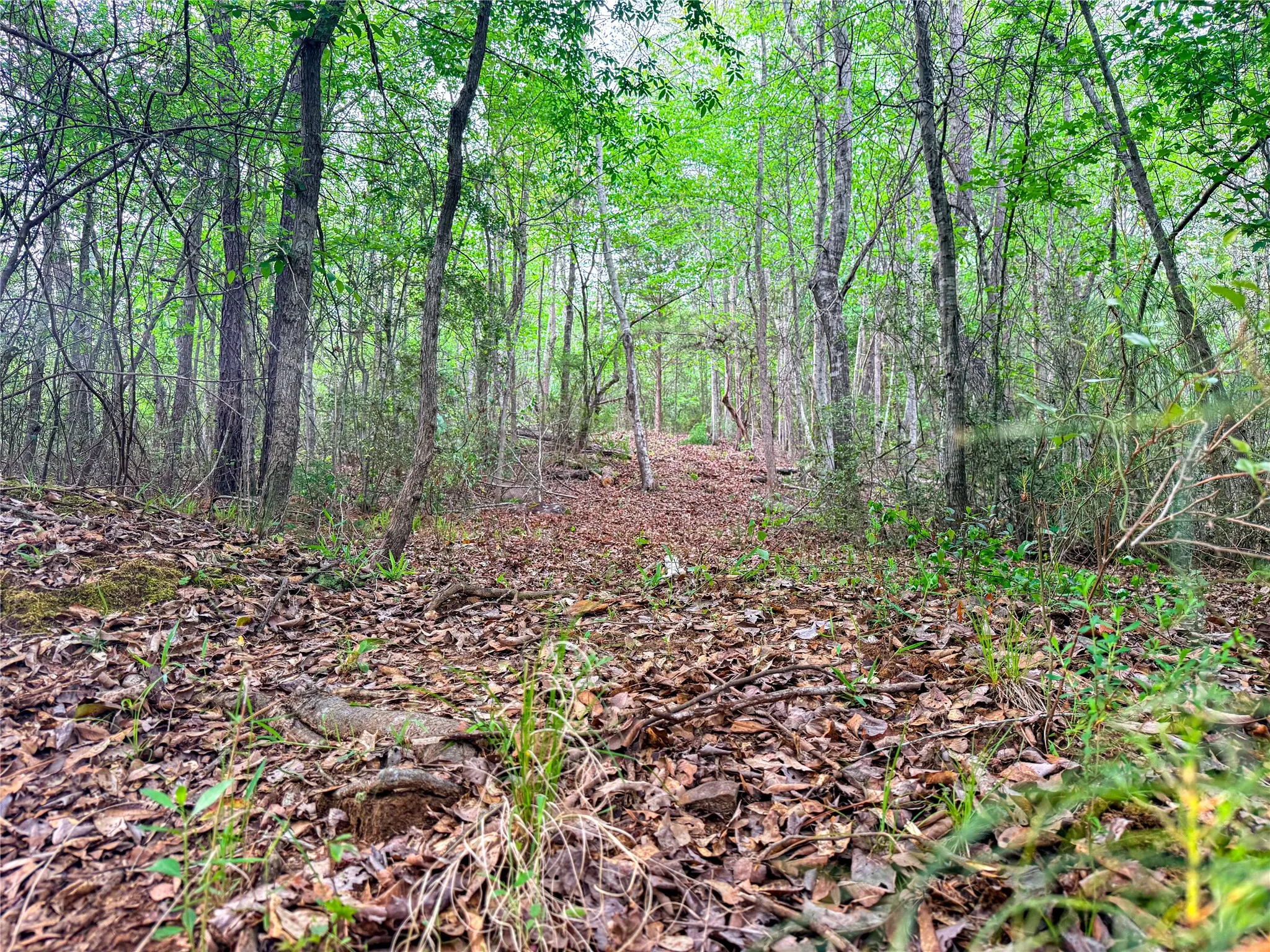 View of tree filled area