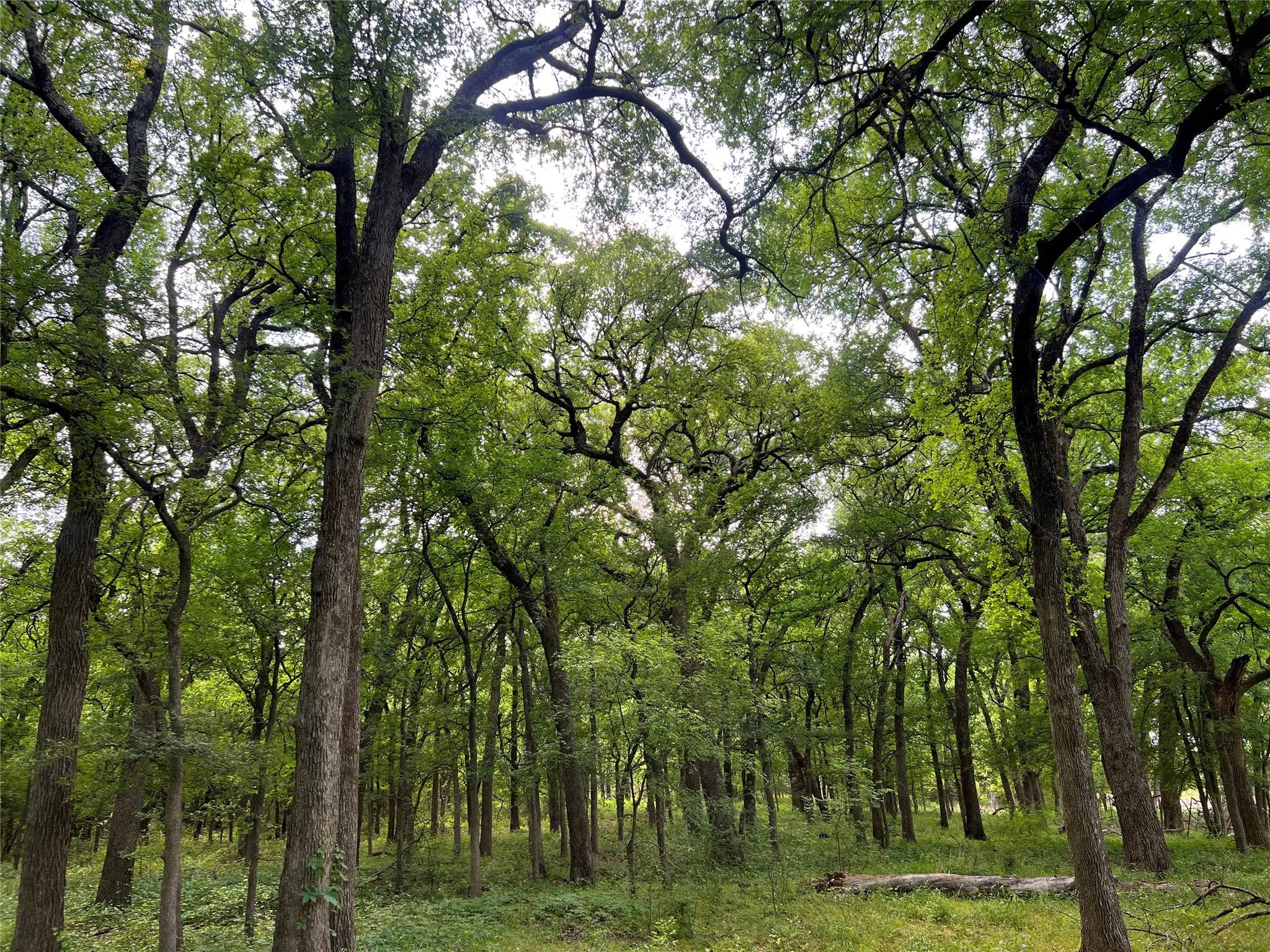 Unimproved Land For Sale in Johnson County , 3024 Ida Lane, Alvarado, Texas 76009, 0, 0, Garage spaces, 0 Sqft, built in 0, mls#21233989, Real Estate Agent in Alvarado, Homes For Sale in Johnson county, Homes For Sale in Alvarado, Realtor in Alvarado Texas, Real Estate Brokerage Independent Realty Texas, Luminita Cordes Realtor