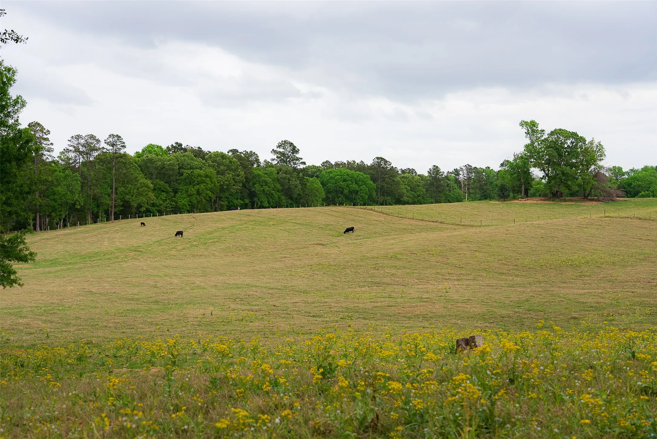 Improved Land For Sale in Cherokee County , 0 CR 1615, Jacksonville, Texas 75766, 0, 0, Garage spaces, 0 Sqft, built in 0, Price $649,900, mls#21236518, Real Estate Agent in Jacksonville, Homes For Sale in Cherokee county, Homes For Sale in Jacksonville, Realtor in Jacksonville Texas, Real Estate Brokerage Independent Realty Texas, Luminita Cordes Realtor