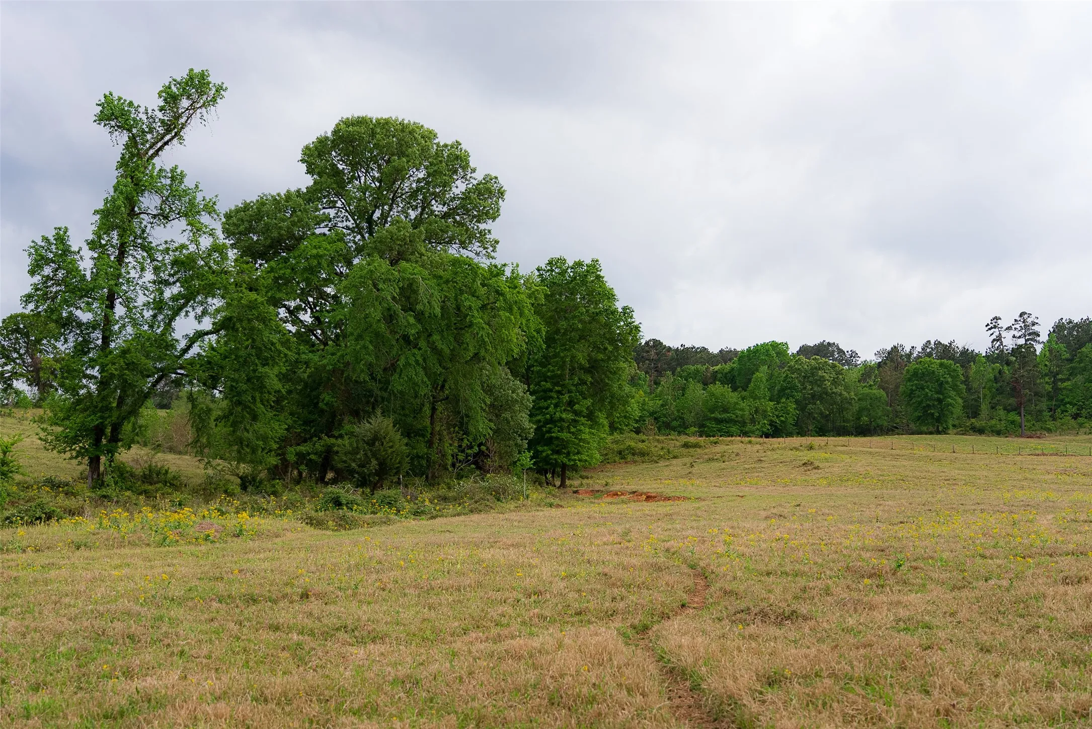 Improved Land For Sale in Cherokee County , 0 CR 1615, Jacksonville, Texas 75766, 0, 0, Garage spaces, 0 Sqft, built in 0, Price $649,900, mls#21236518, Real Estate Agent in Jacksonville, Homes For Sale in Cherokee county, Homes For Sale in Jacksonville, Realtor in Jacksonville Texas, Real Estate Brokerage Independent Realty Texas, Luminita Cordes Realtor